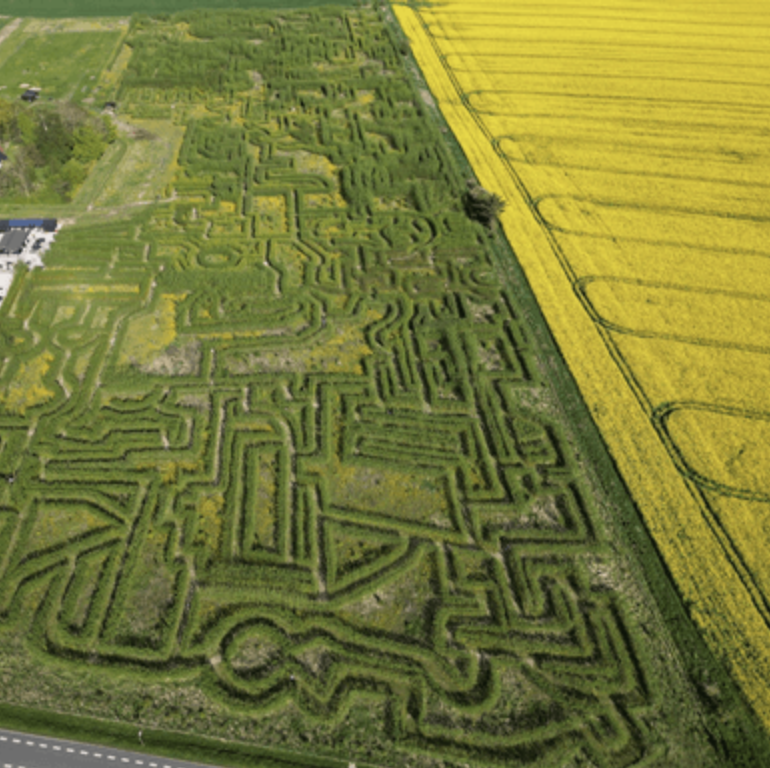 Aerial view of a large, intricate hedge maze next to a vast yellow rapeseed field.