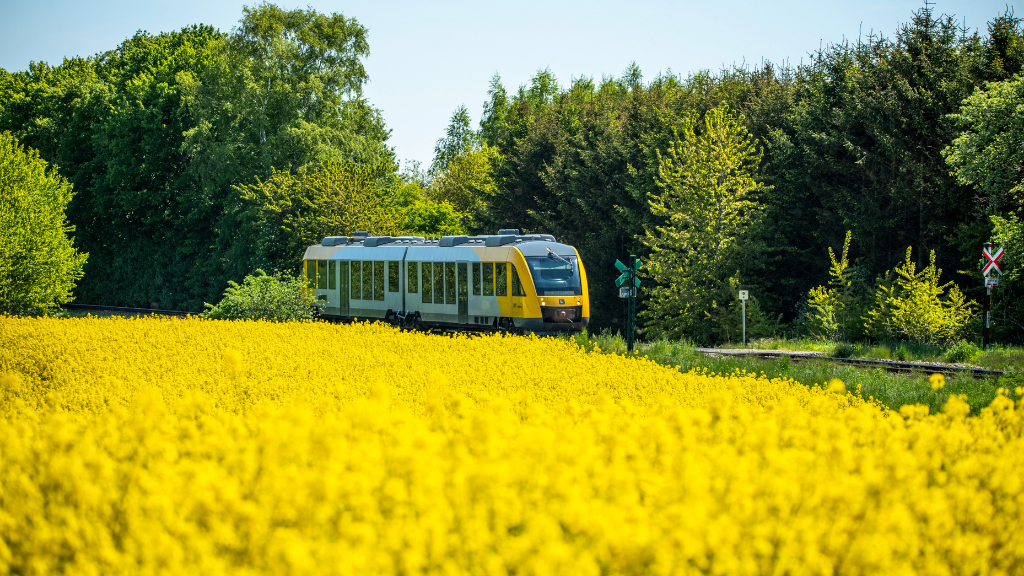 En togvogn kører gennem en landskabsrute omgivet af en blomstrende gul rapsmark og grønne træer under en klar blå himmel.