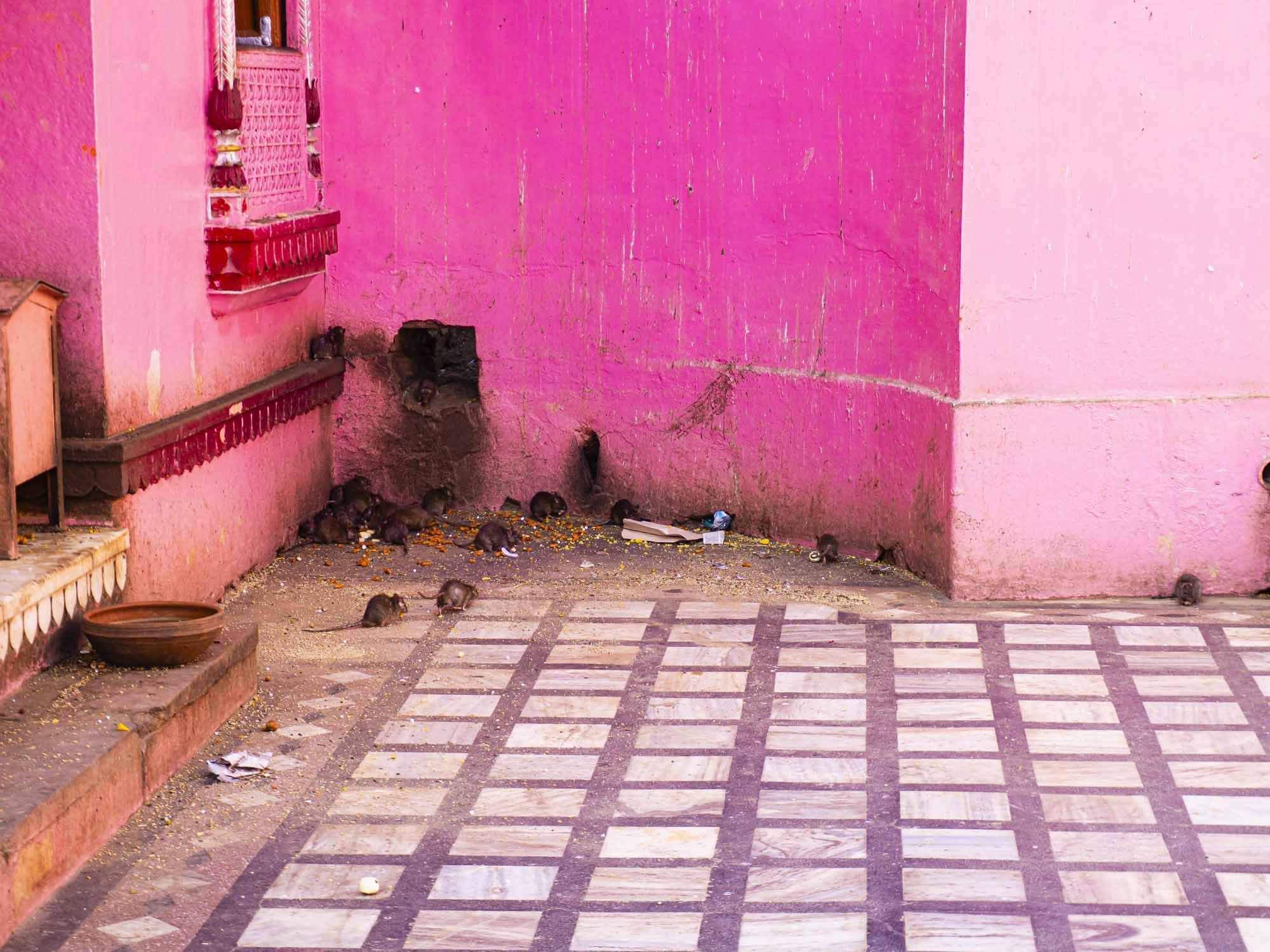 De la puissance du rat - Temple de Karni Mata © Catherine Lin  2020