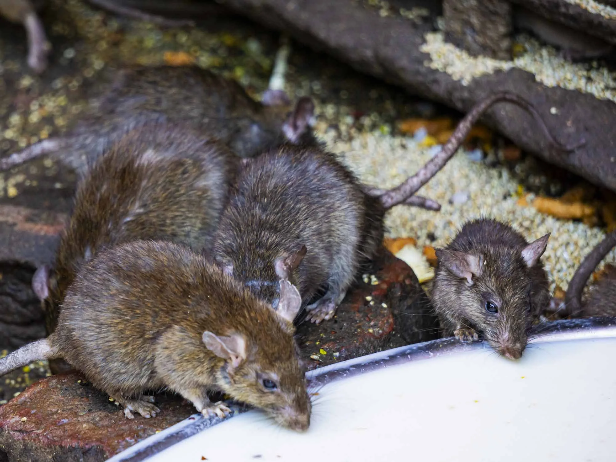De la puissance du rat - Temple de Karni Mata © Catherine Lin  2020