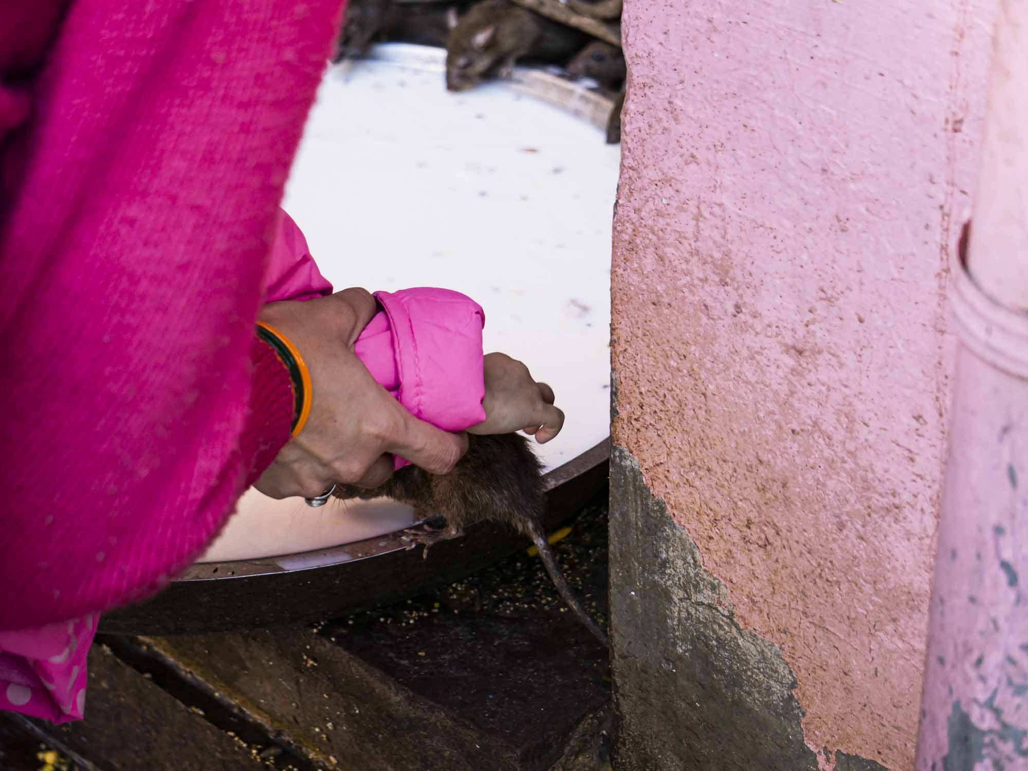 De la puissance du rat - Temple de Karni Mata © Catherine Lin  2020