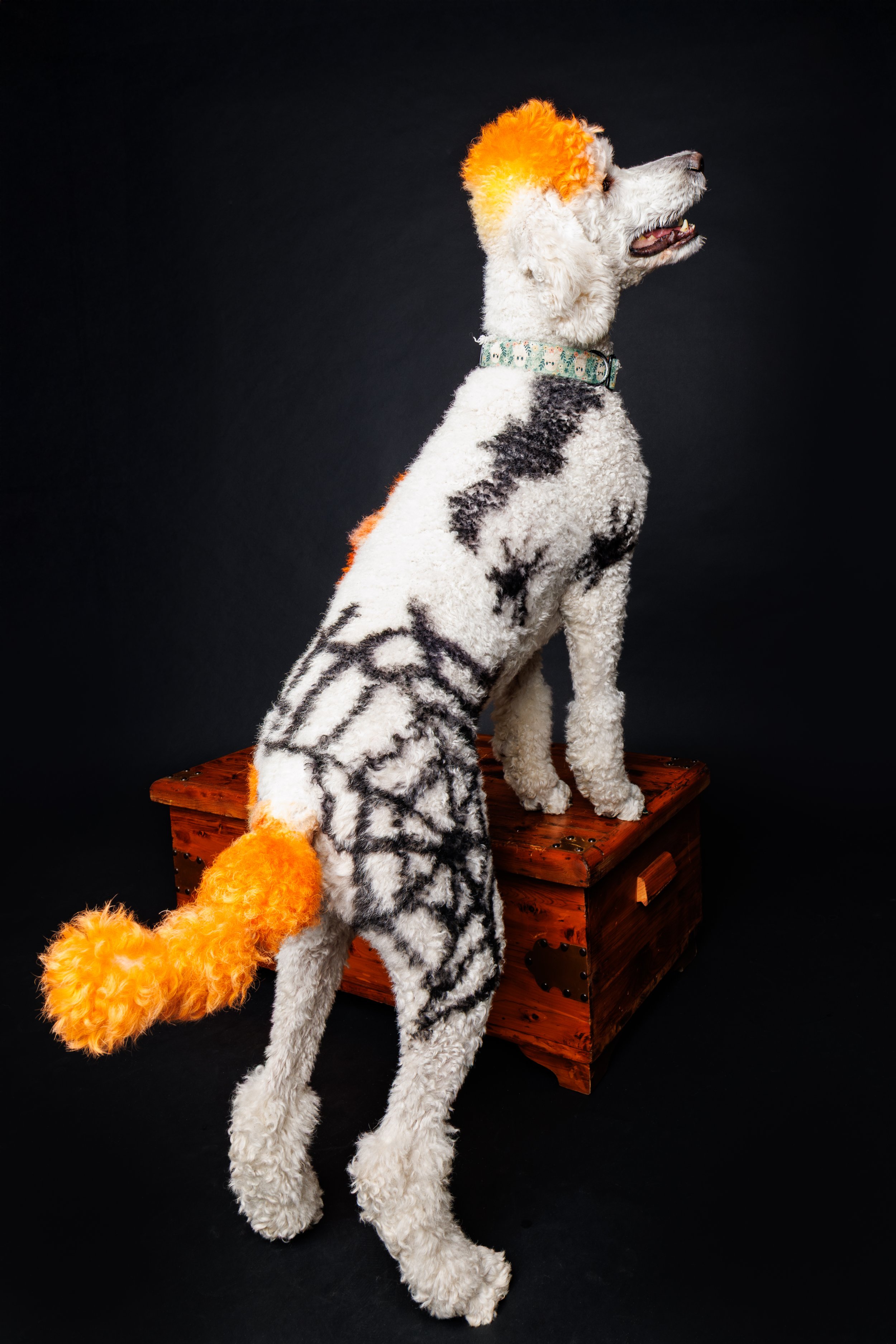 Pet Photography in St. Louis: Why Not Use Your Phone? A Photographer’s Take.