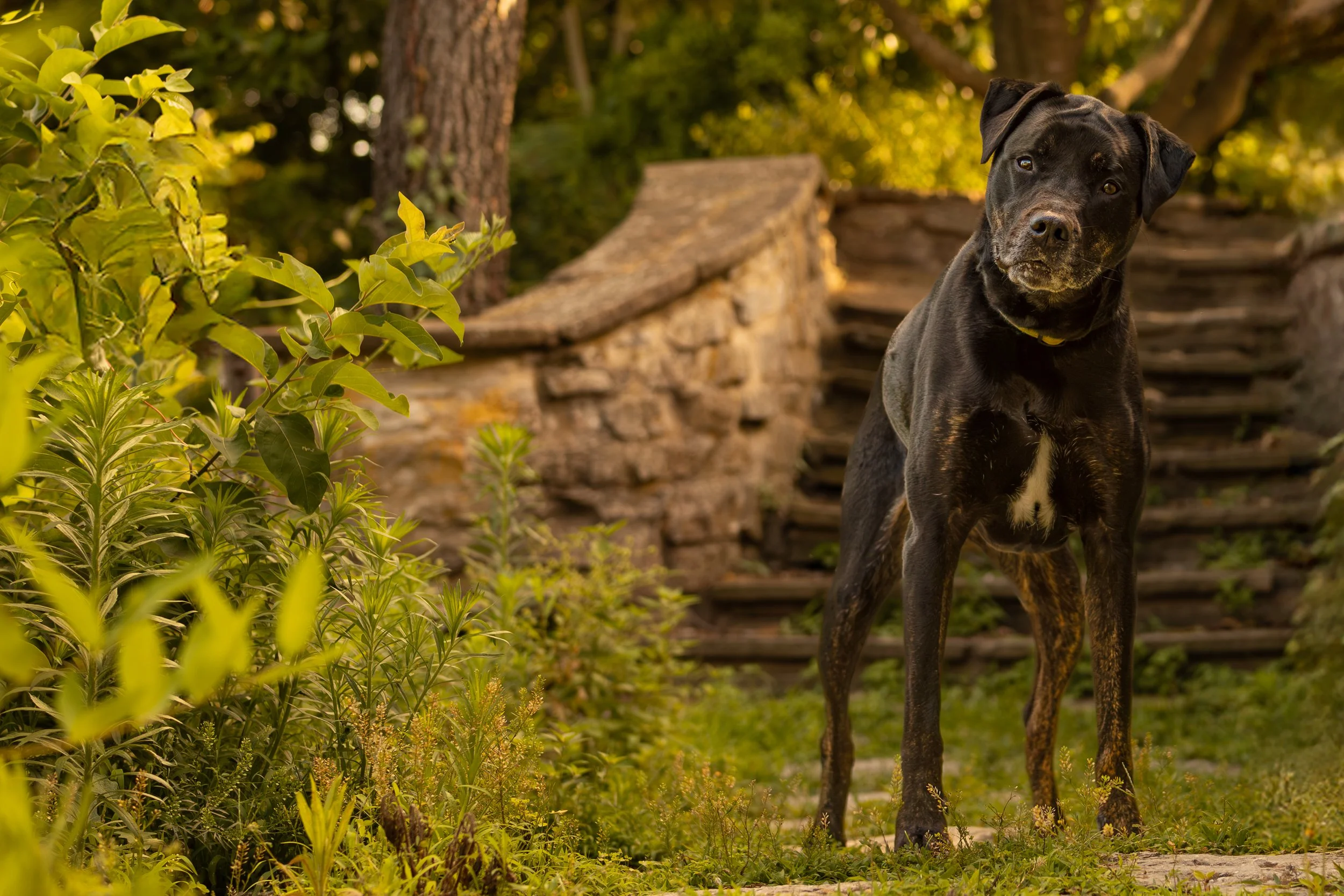TopBreedPetPhotography-GoodGirl.jpg