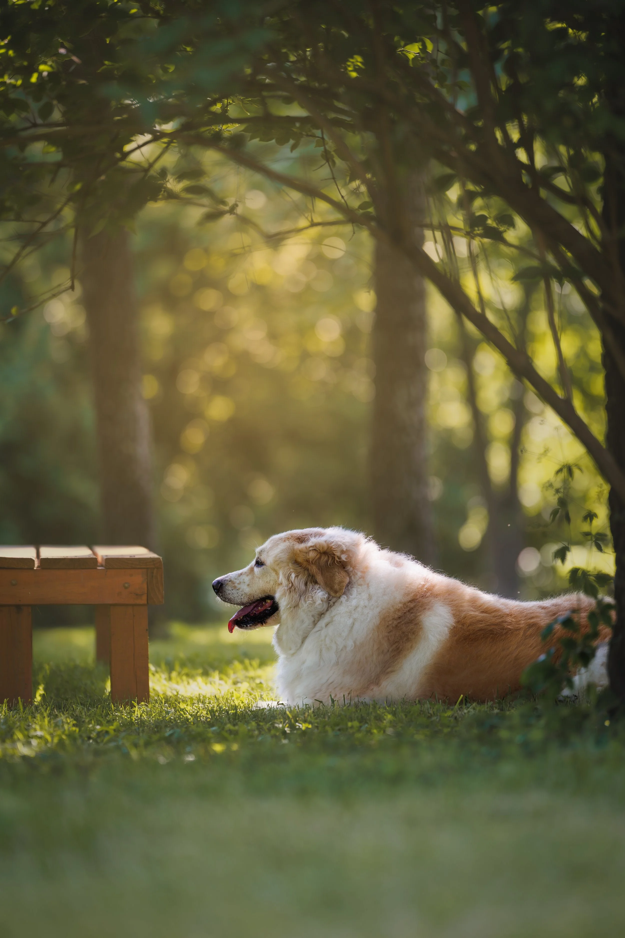 Pyrenees dog outdoor professional portrait at St. Louis park