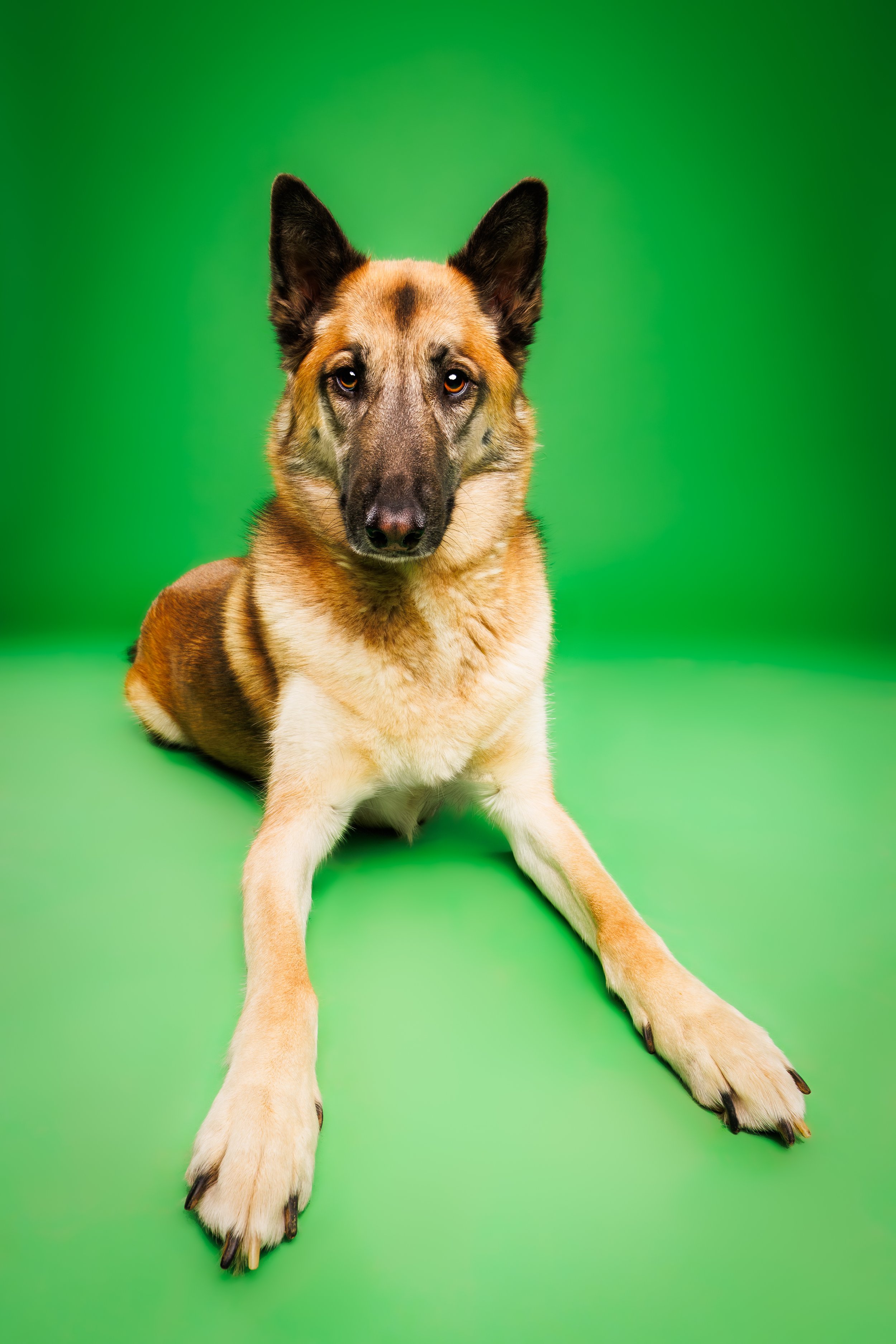 german shepherd poses for studio dog portrait