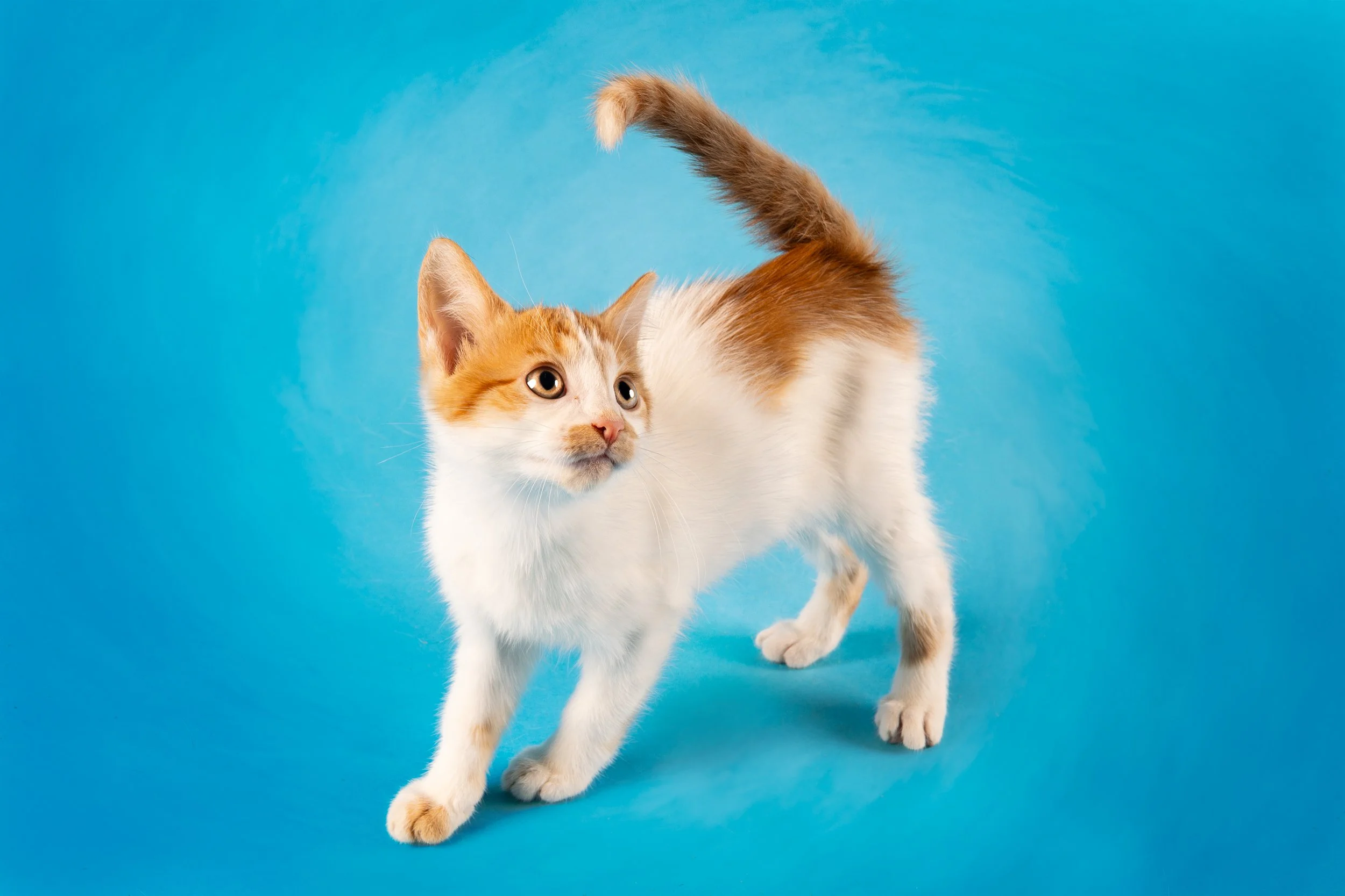 Cat 3 Texture.JPG