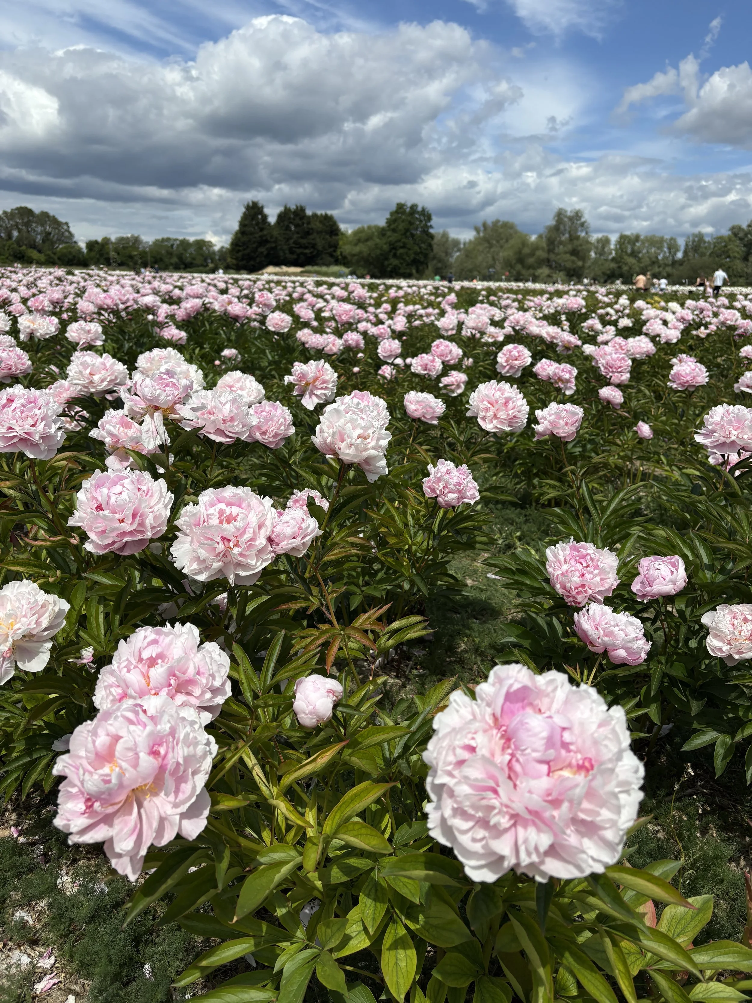 A large field of pink and white peony flowers under a cloudy sky with people walking in the distance.