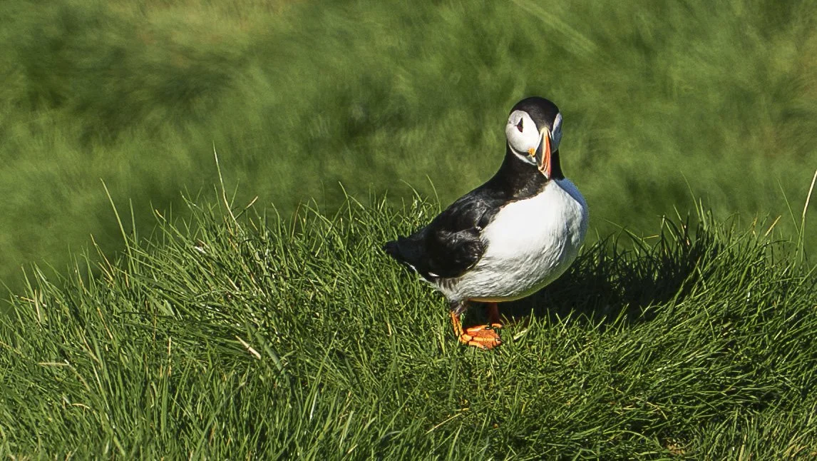 WILDLIFE: Puffin | Westman Islands, Iceland