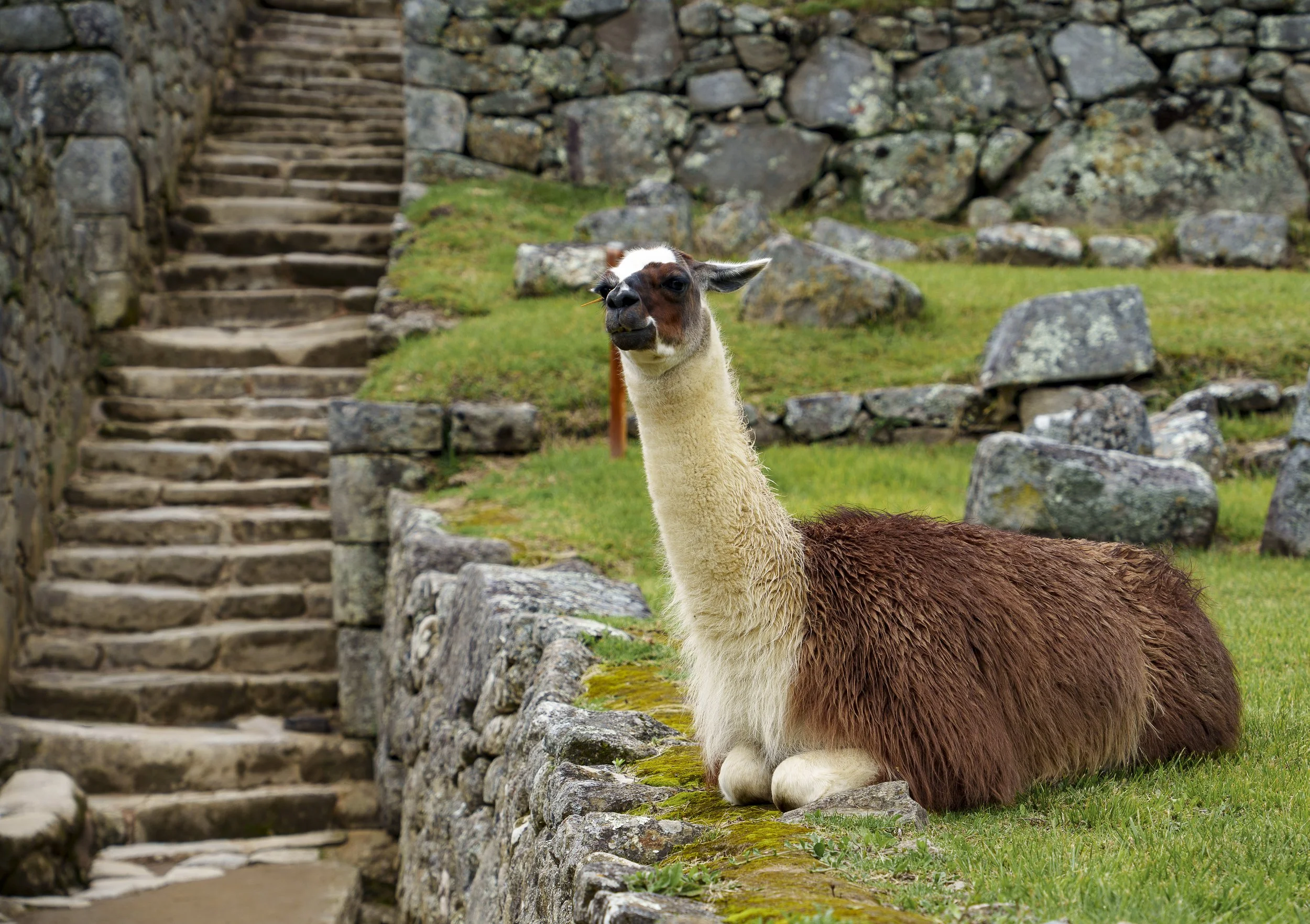 WILDLIFE : Ancient Llama guarding stairs to Machu Picchu | Peru