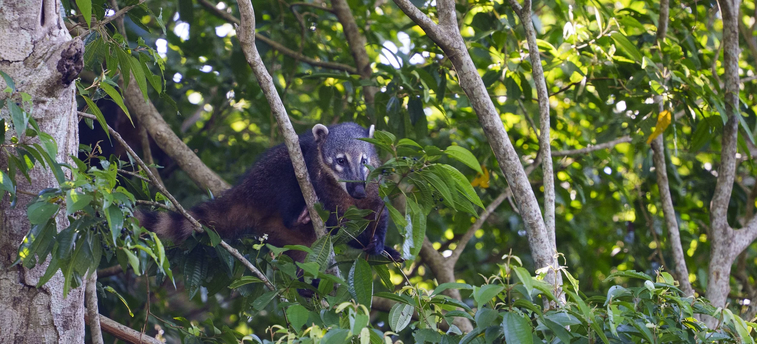 WILDLIFE : Coti Tree Gazing | Iguazu Falls, Brazil