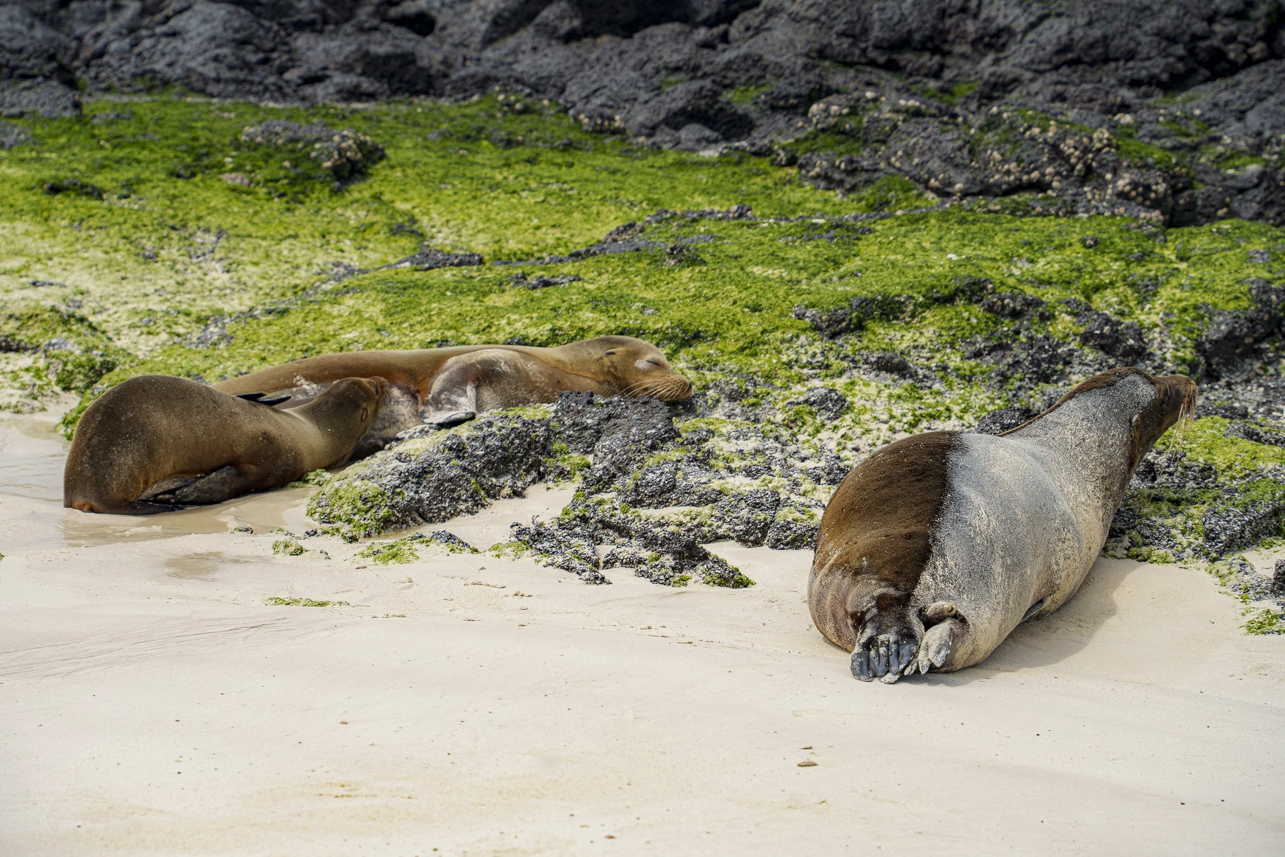 WILDLIFE: Beach Babes | Seals on Beach, Galápagos, Ecuador