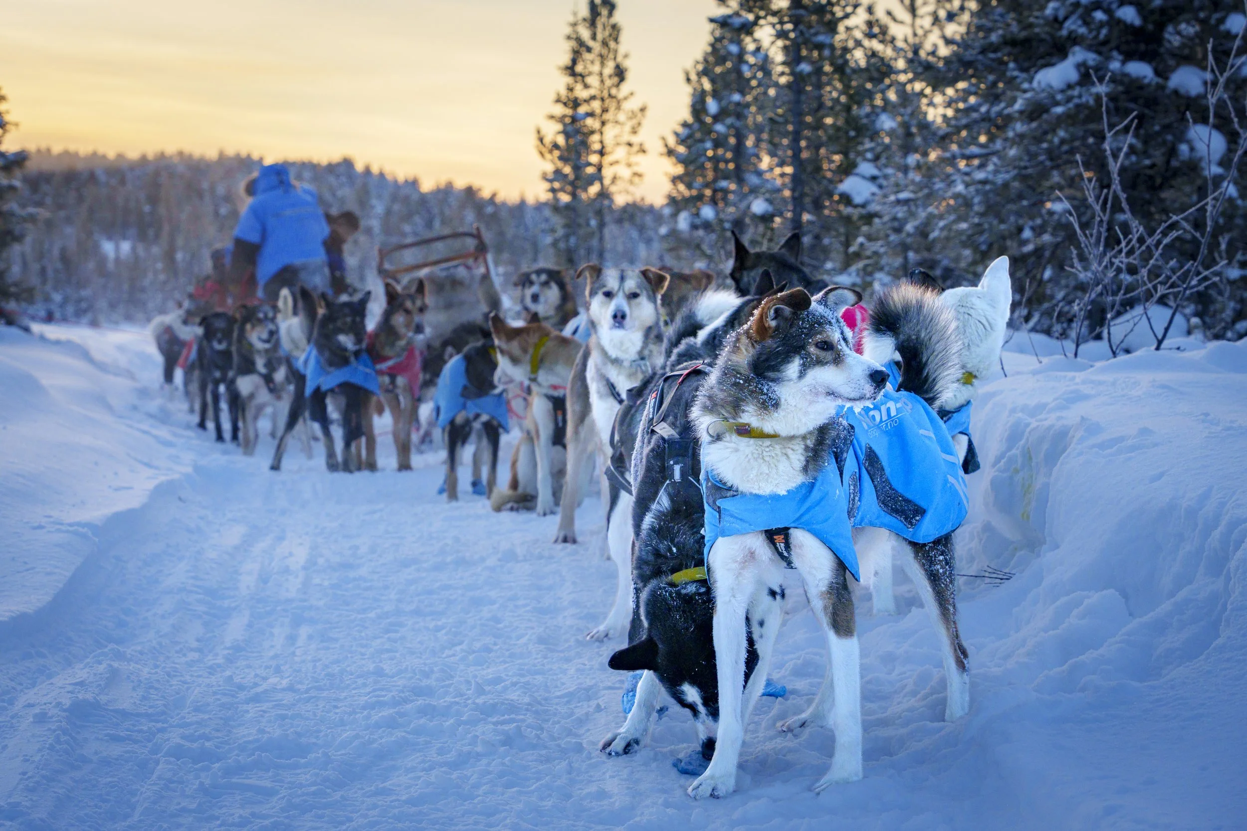 LAPLAND: "Working Sled Dogs" | Swedish Lapland