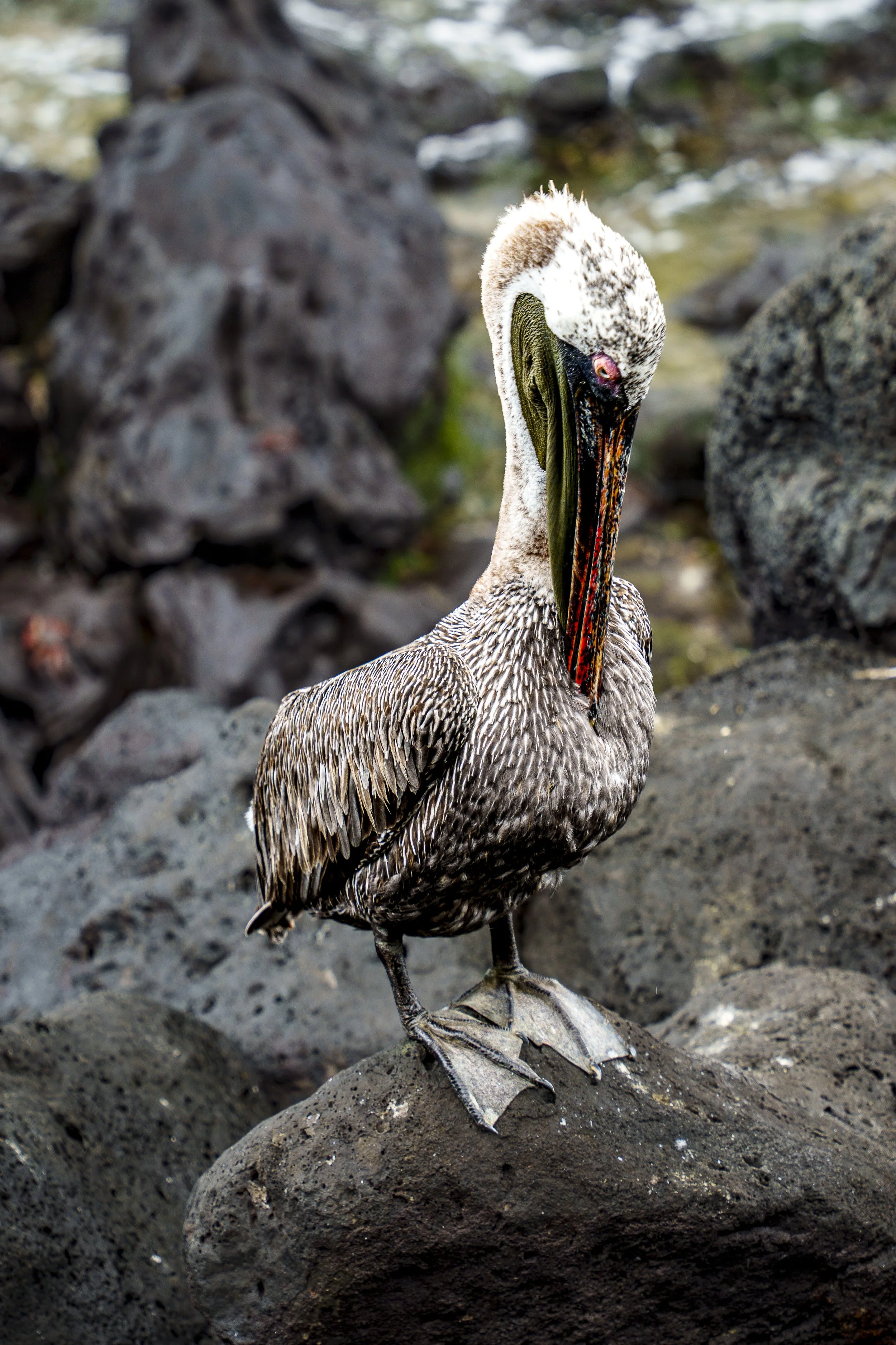 WILDLIFE: Galápagos Pelican | Galápagos, Ecuador