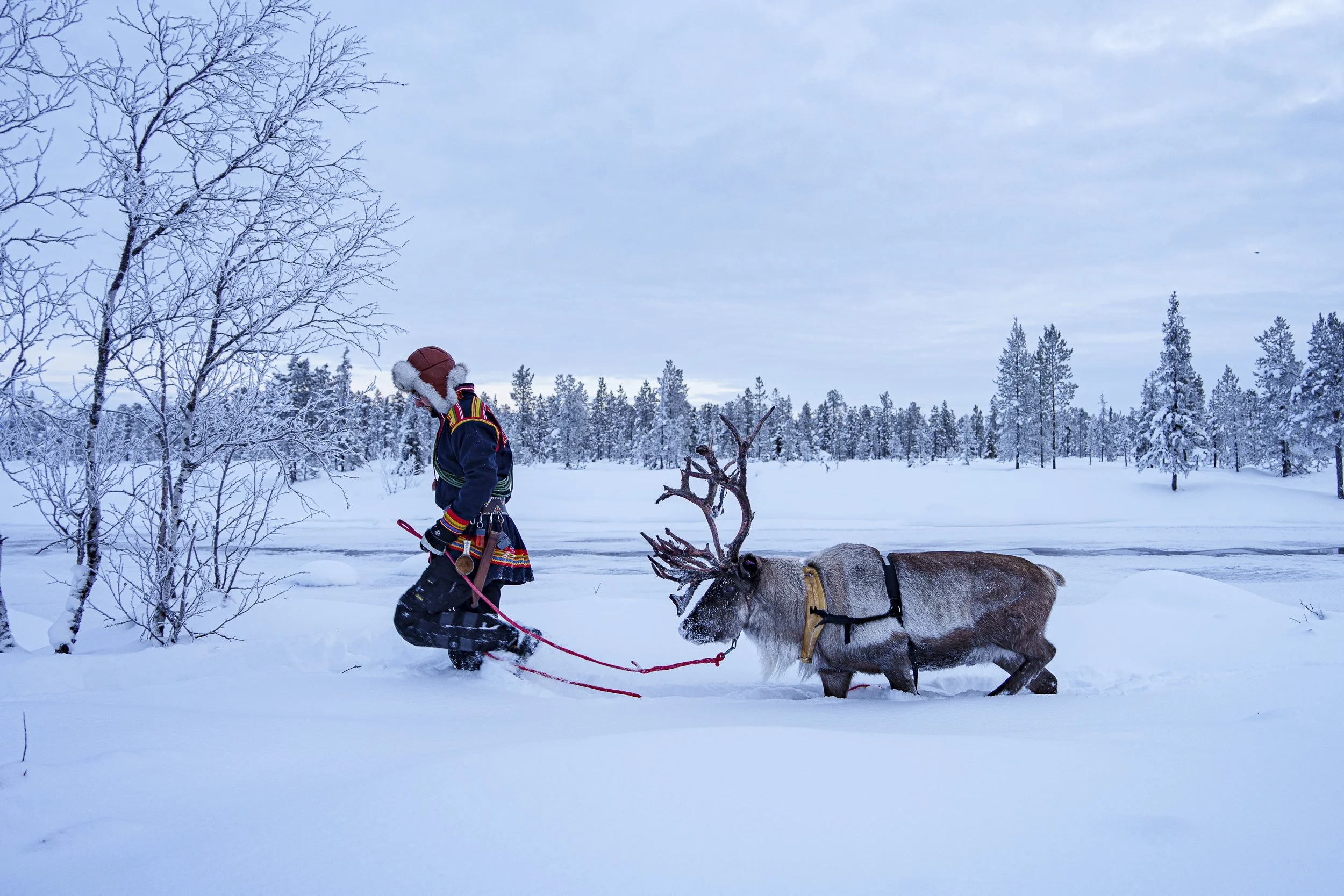 LAPLAND : "Sami and Reindeer" | Swedish Lapland