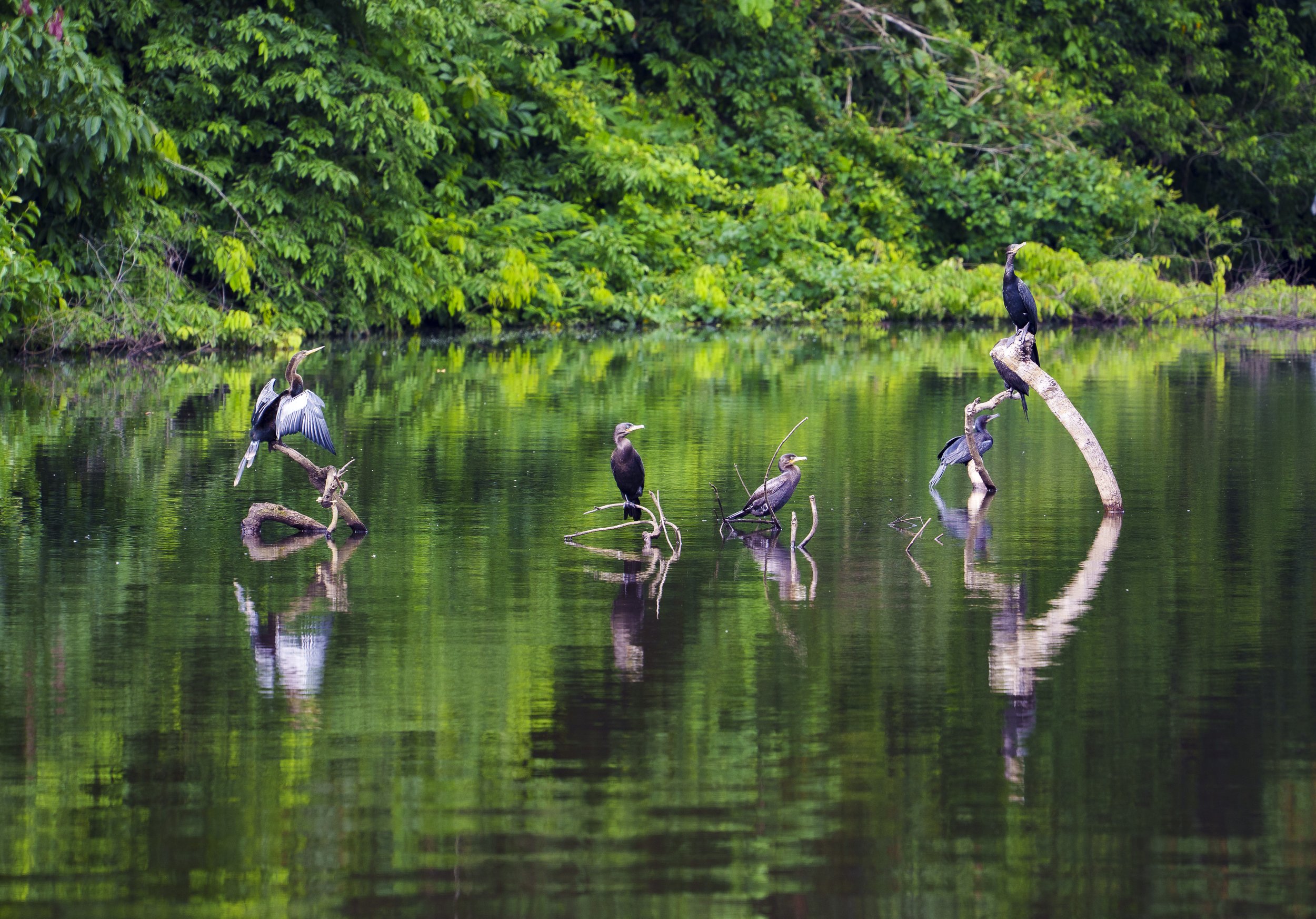 WILDLIFE: Sun Baking on the Amazon| Peru