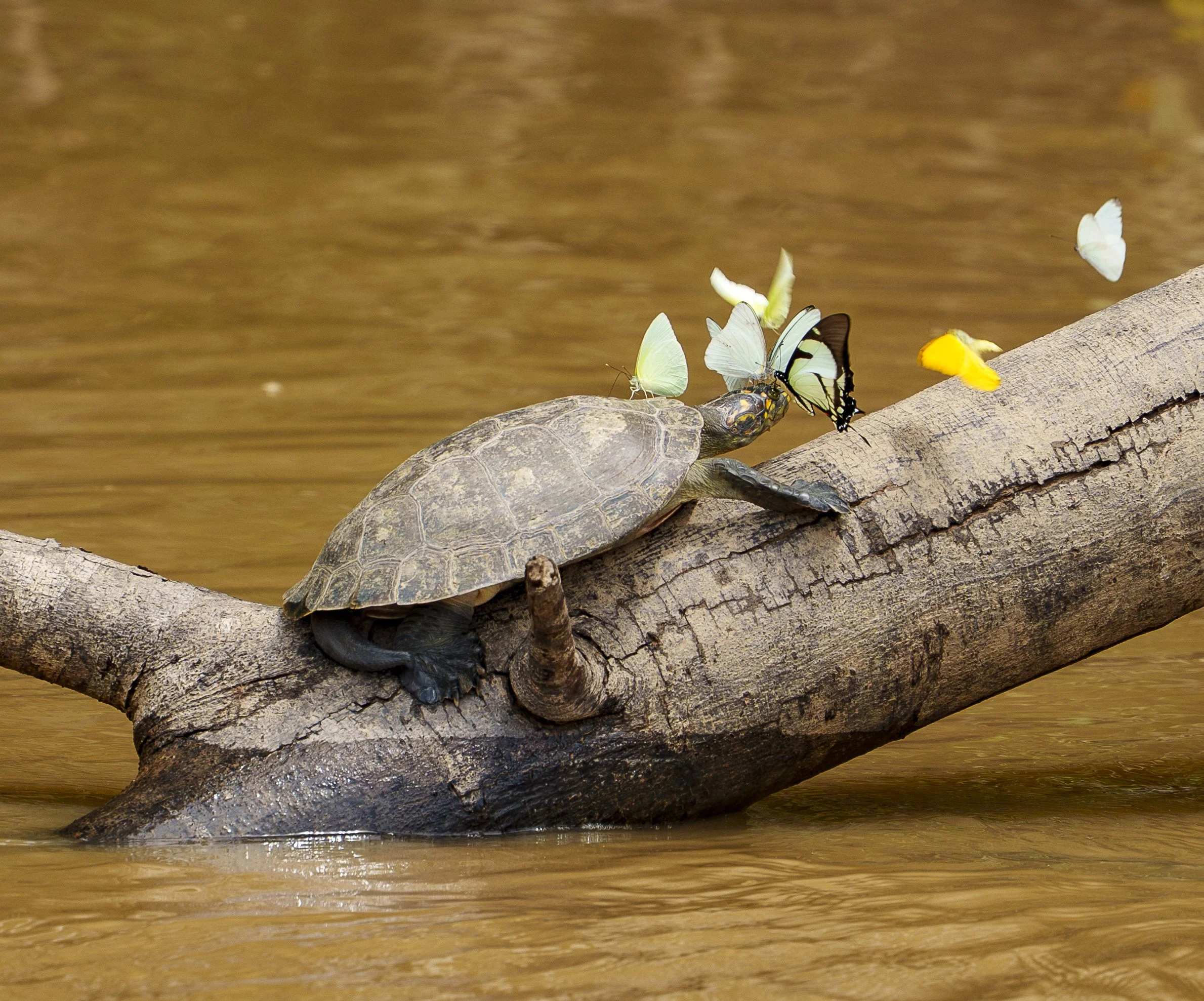 WILDLIFE: Butterflies and Tortoises | Amazon Basin, Peru