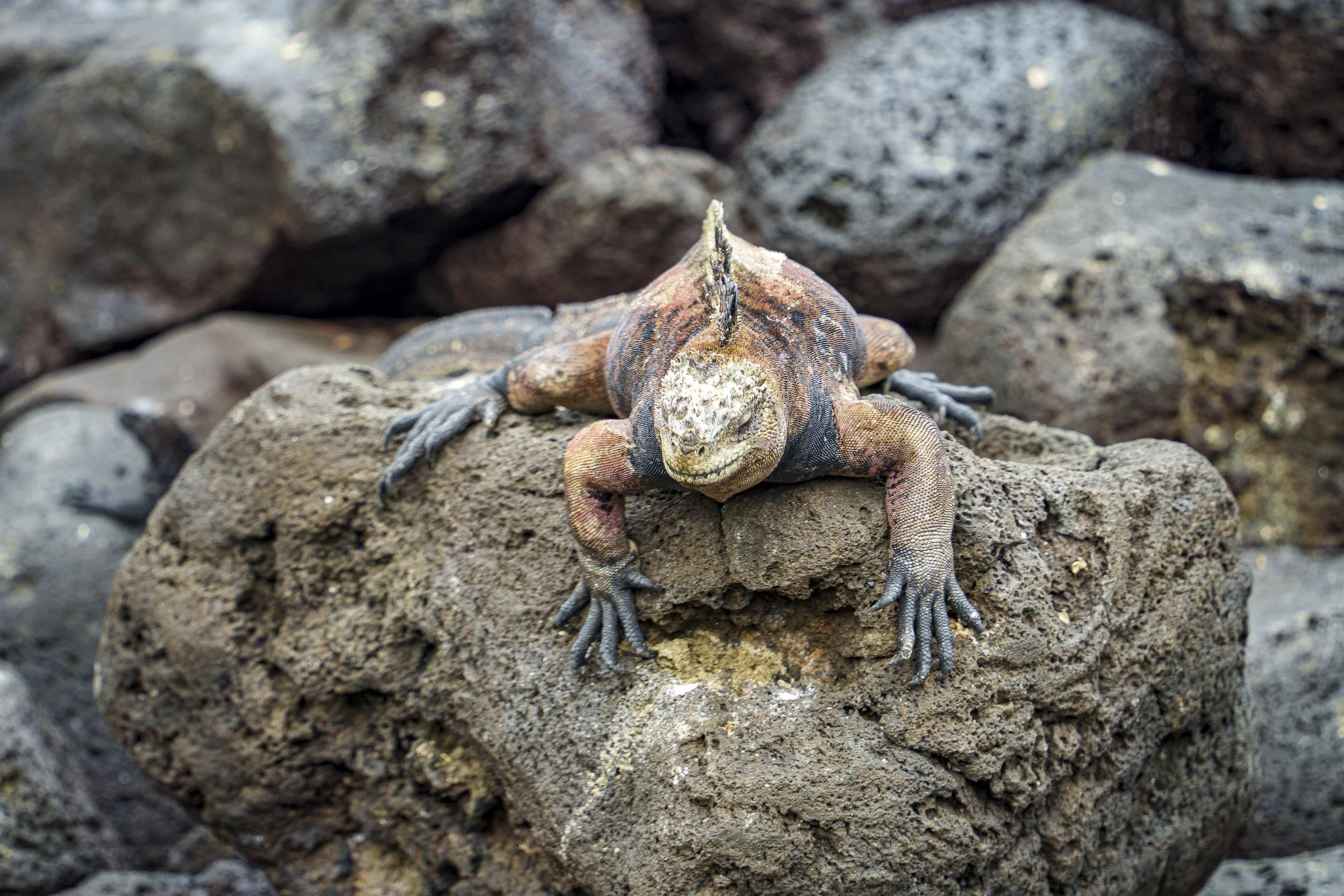 WILDLIFE: Marine Iguana | Galápagos Islands, Ecuador