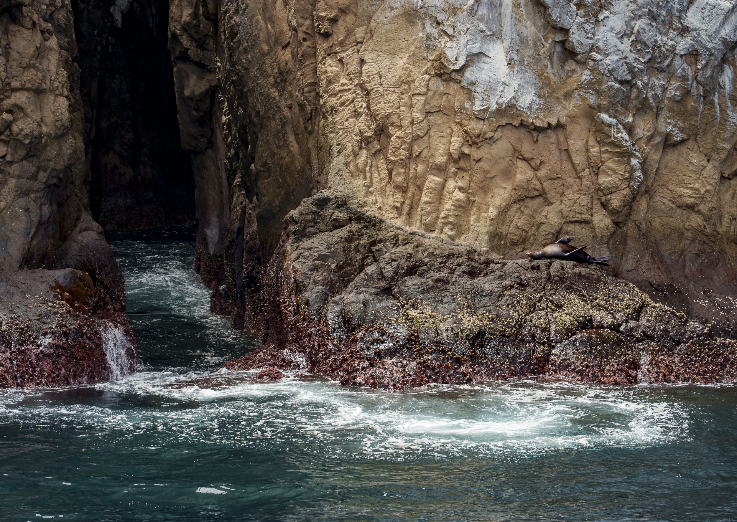 WILDLIFE:  'Stealing a Siesta' | Kicker Rock, Galápagos