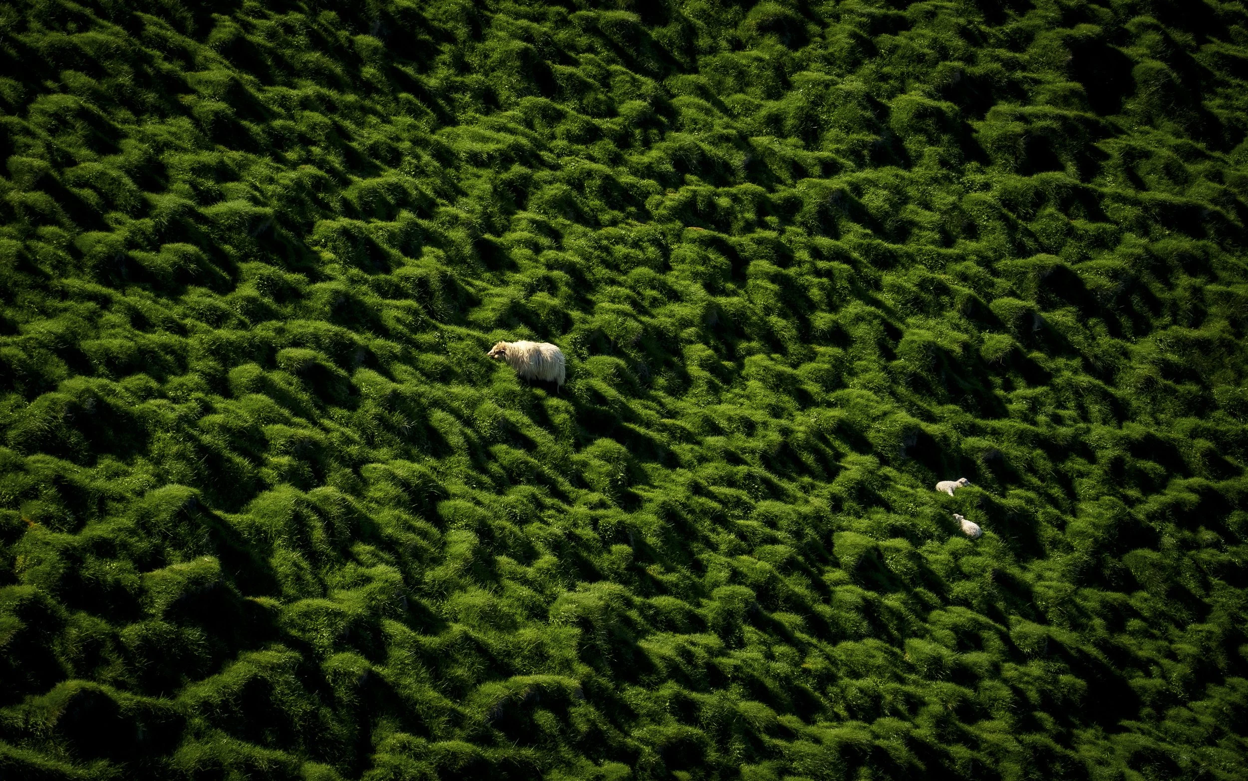 STILLNESS: Hidden in Green | Westman Islands, Iceland