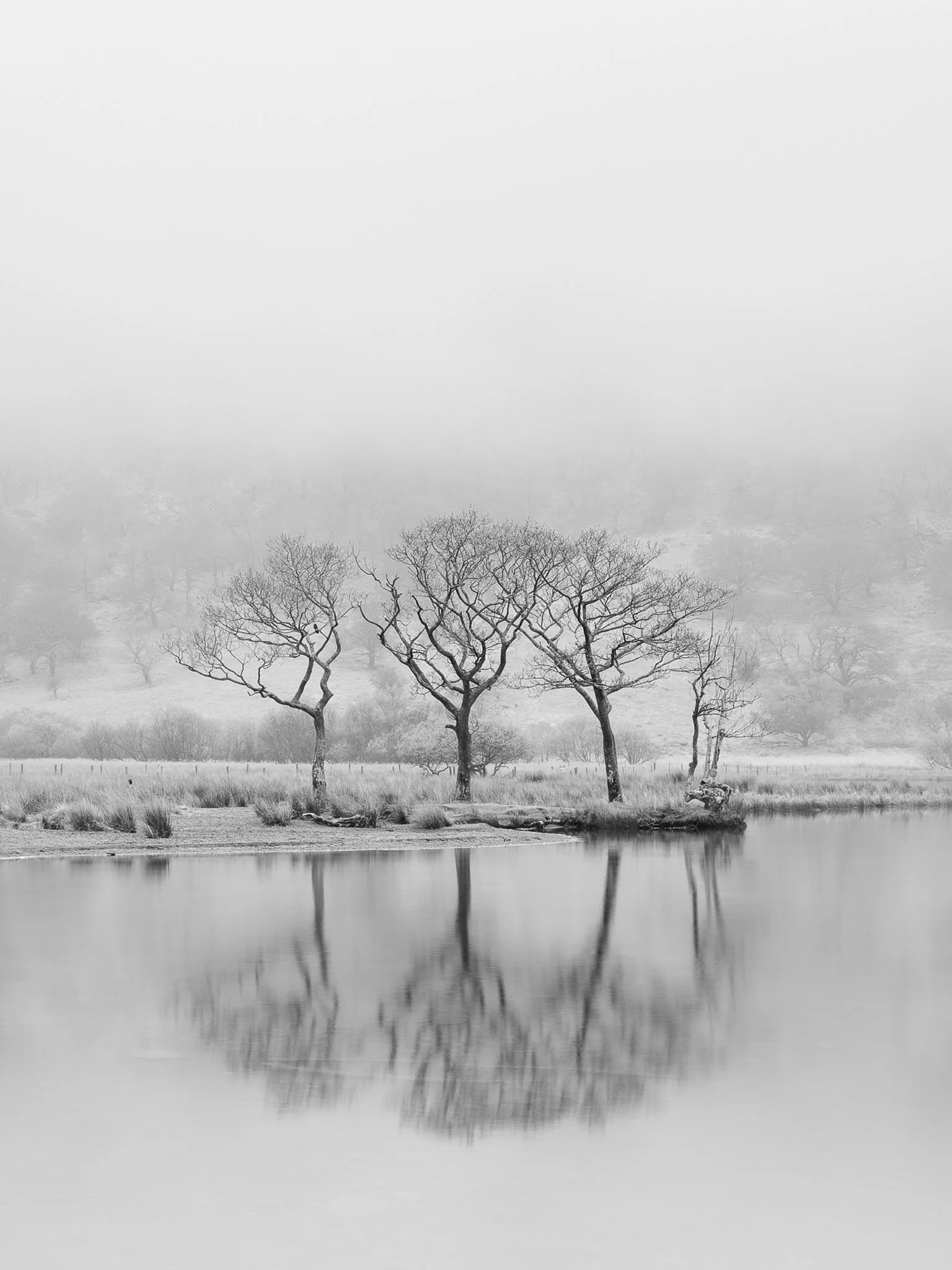 CircleOfTrees.jpg