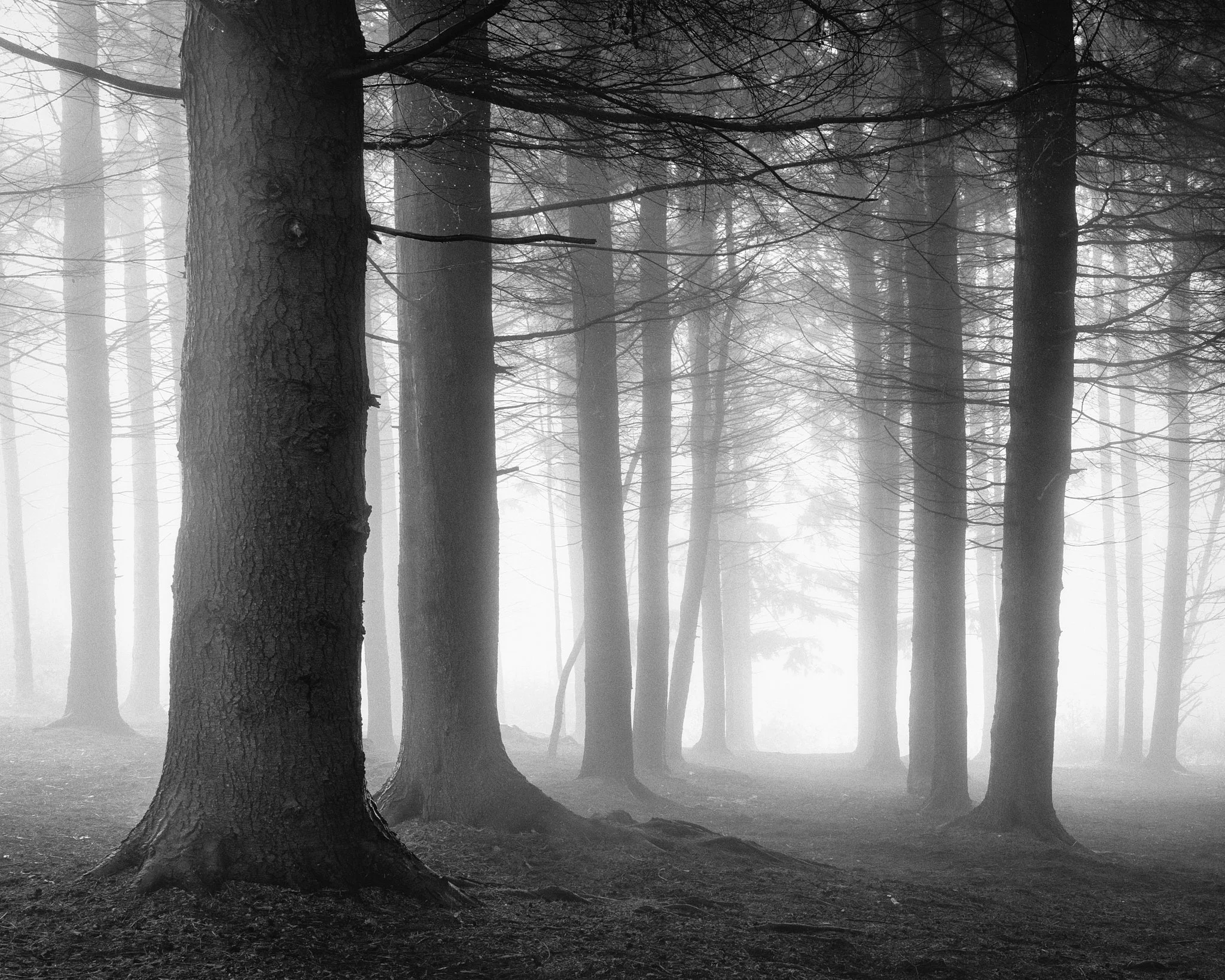 Lickeys Backlit Trees Mono.jpg