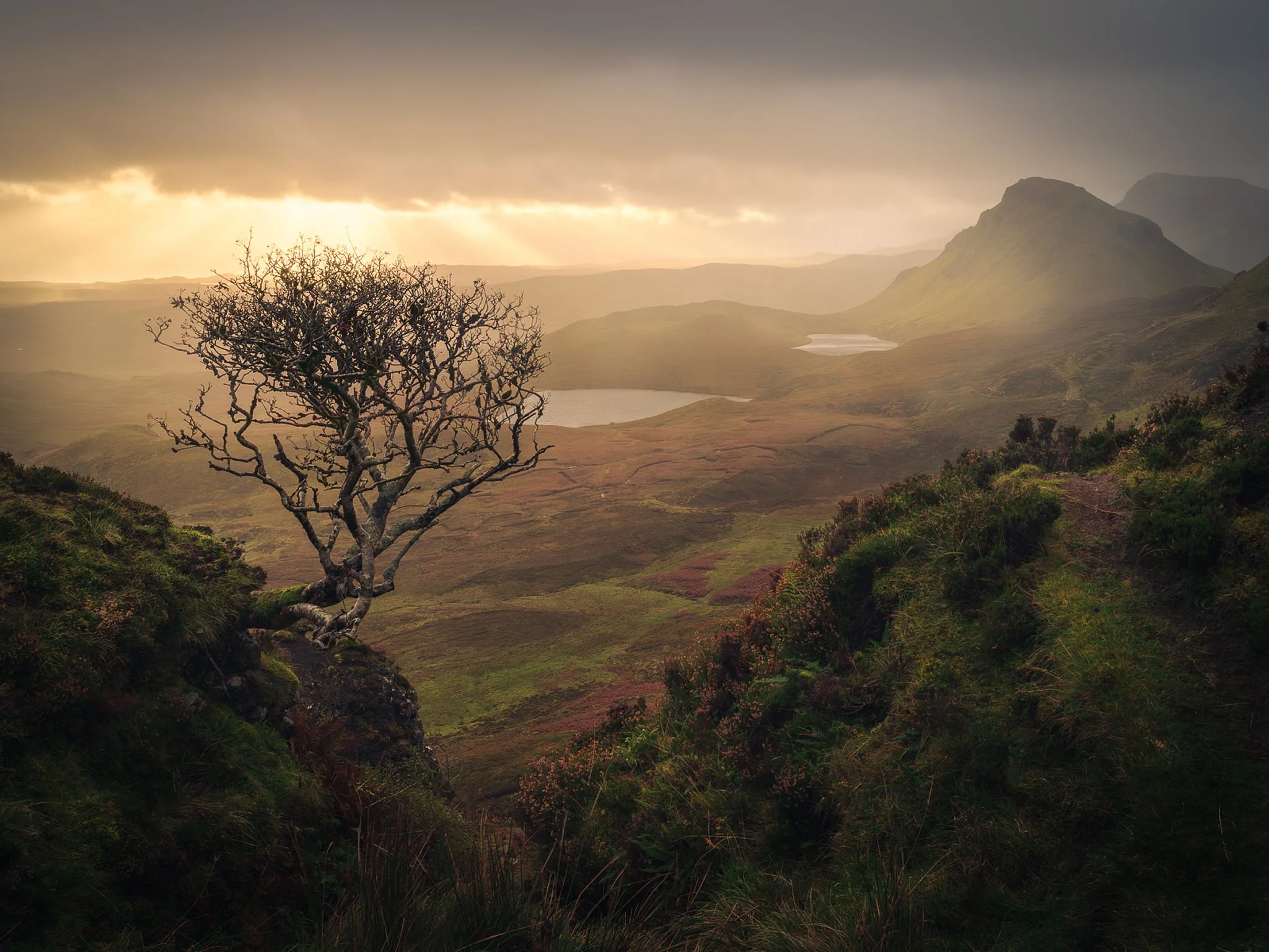 QuiraingTree.jpg