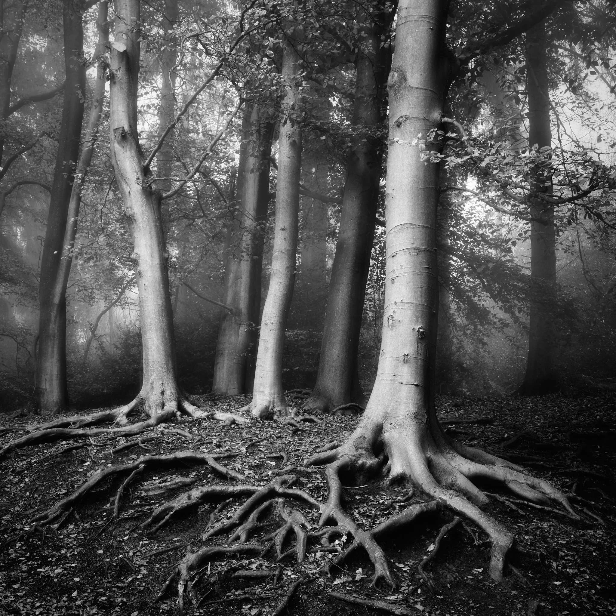 ThreeSilverBirches.jpg