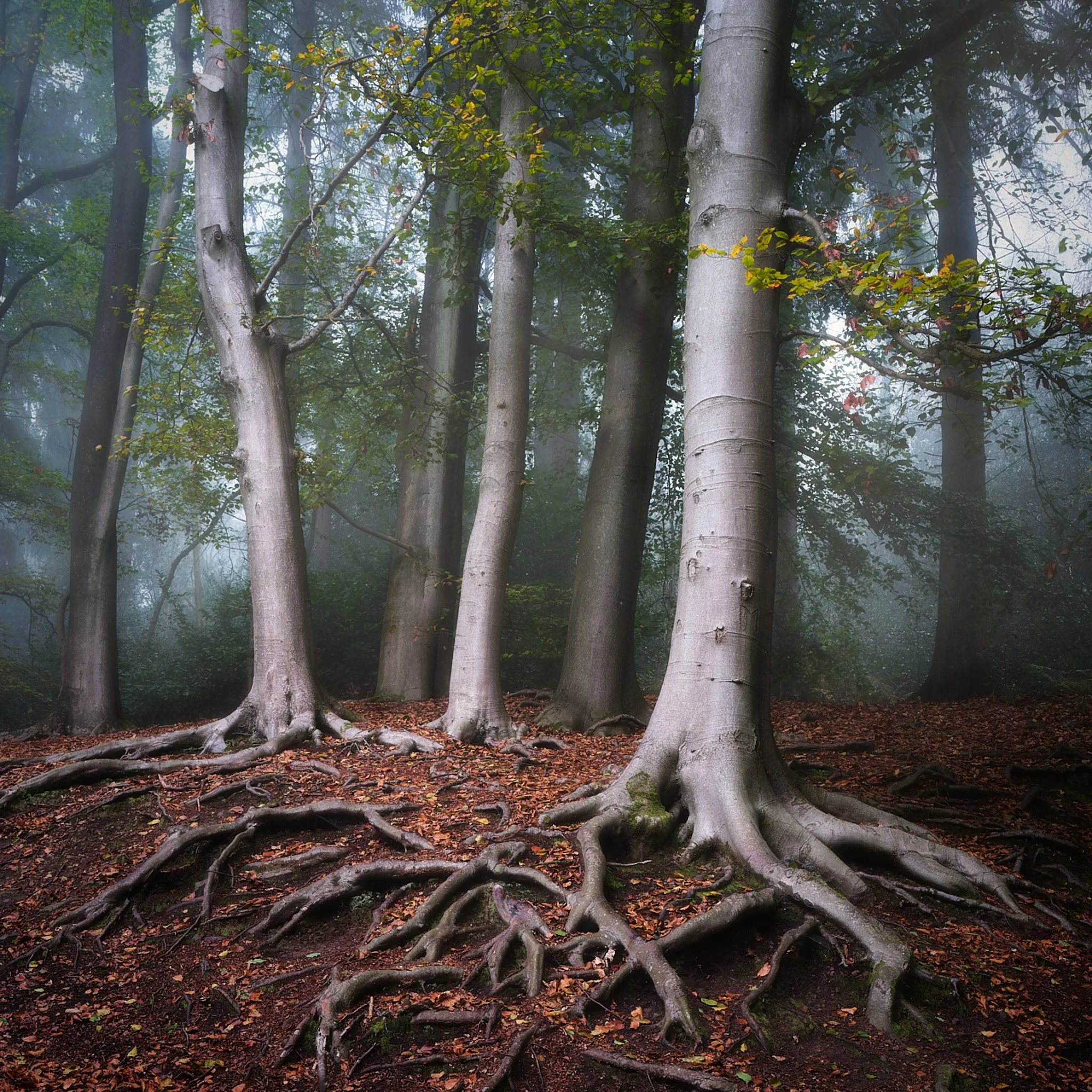 3SilverBirches.jpg
