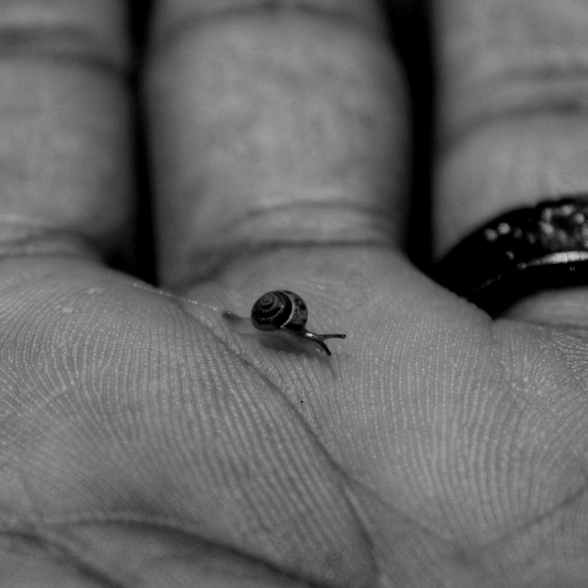 Close-up photograph of a spiral shell structure, representing the expansion and scaling of a small initial idea