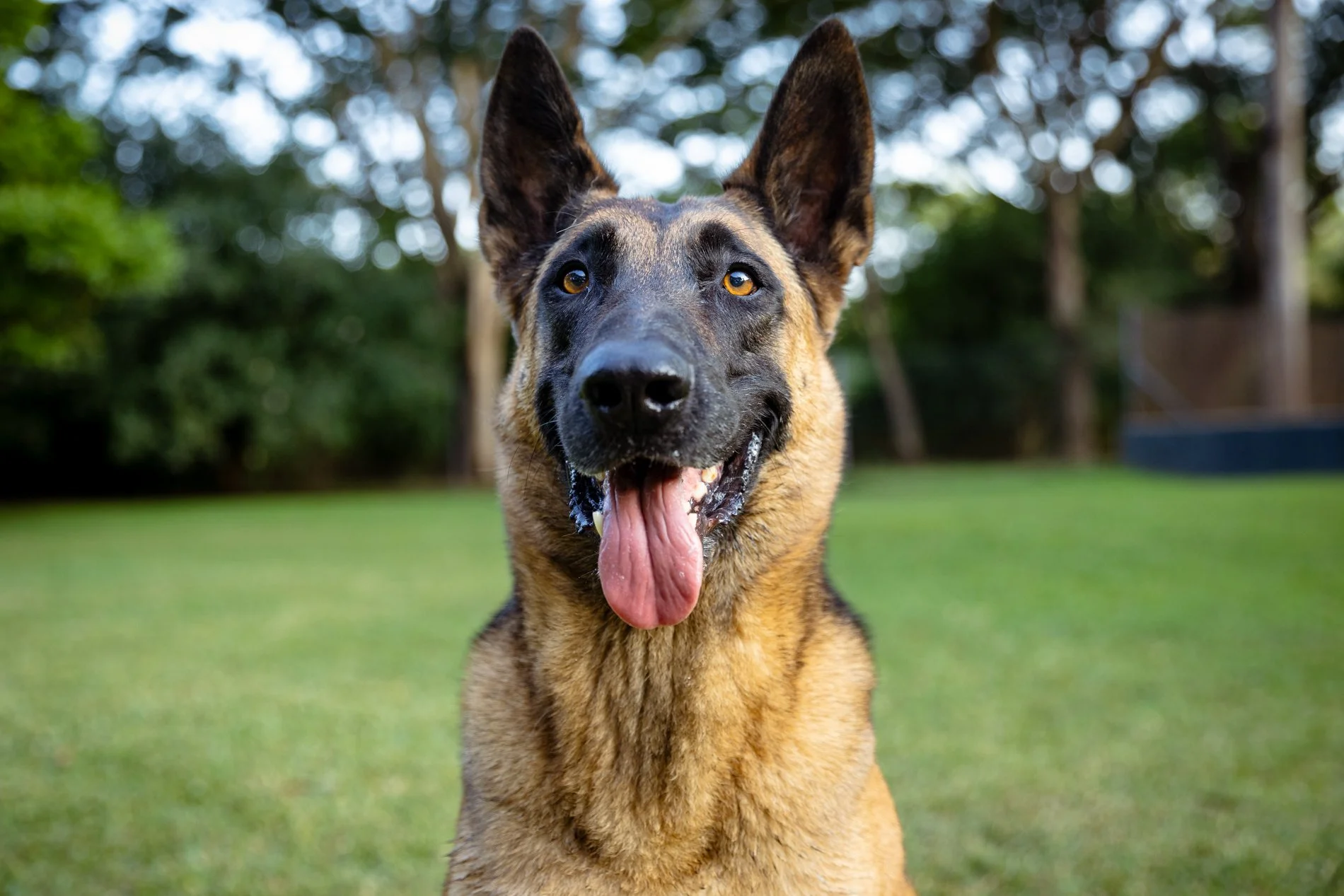 A happy German Shepherd dog with bright eyes, tongue out, standing on grass in a backyard with trees and a fence in the background.