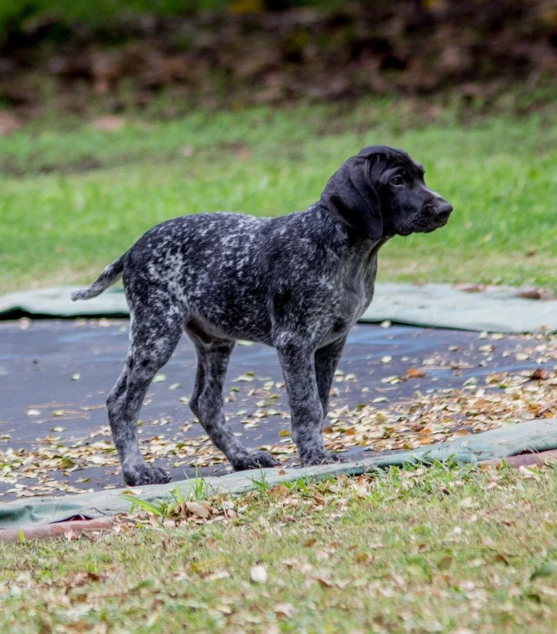 A young black and white speckled puppy with a black head standing on a patch of grass and a tarp-covered area outdoors.