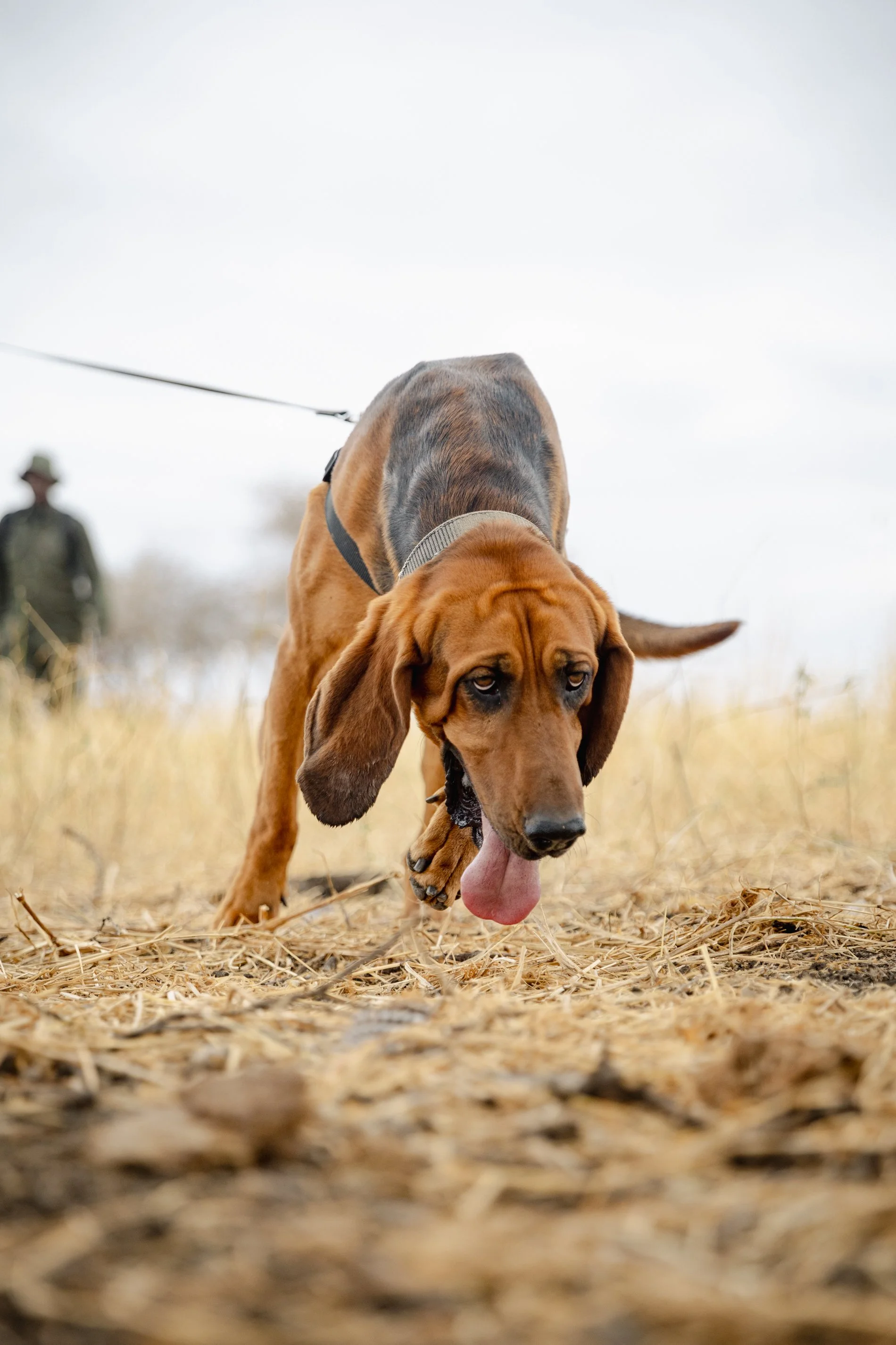 A bloodhound dog with long ears sniffing the ground in a field with yellow grass, with a person walking in the background.