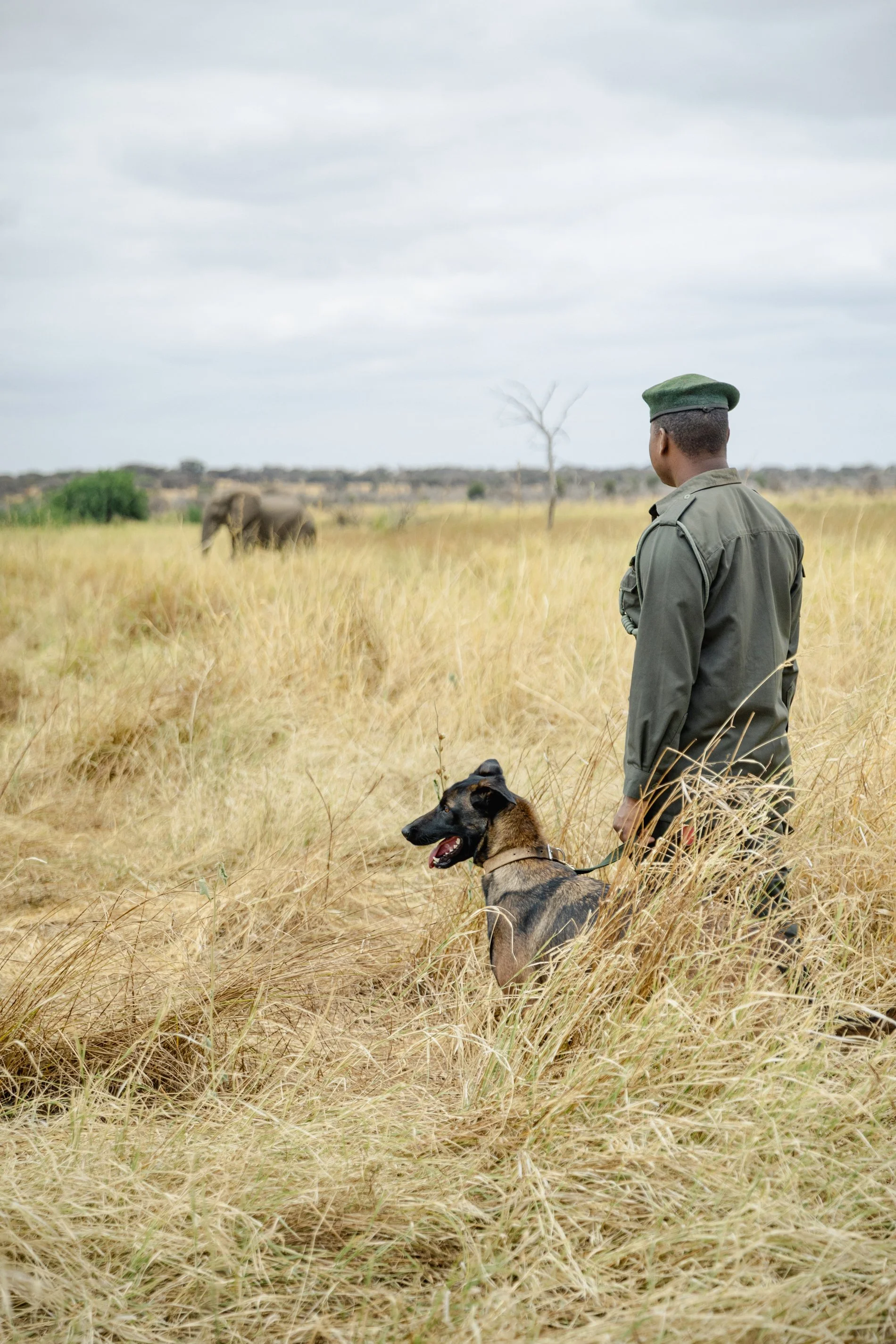 A person in a green military uniform with a dog on a leash in a grassy field, with an elephant in the distance and a cloudy sky above.