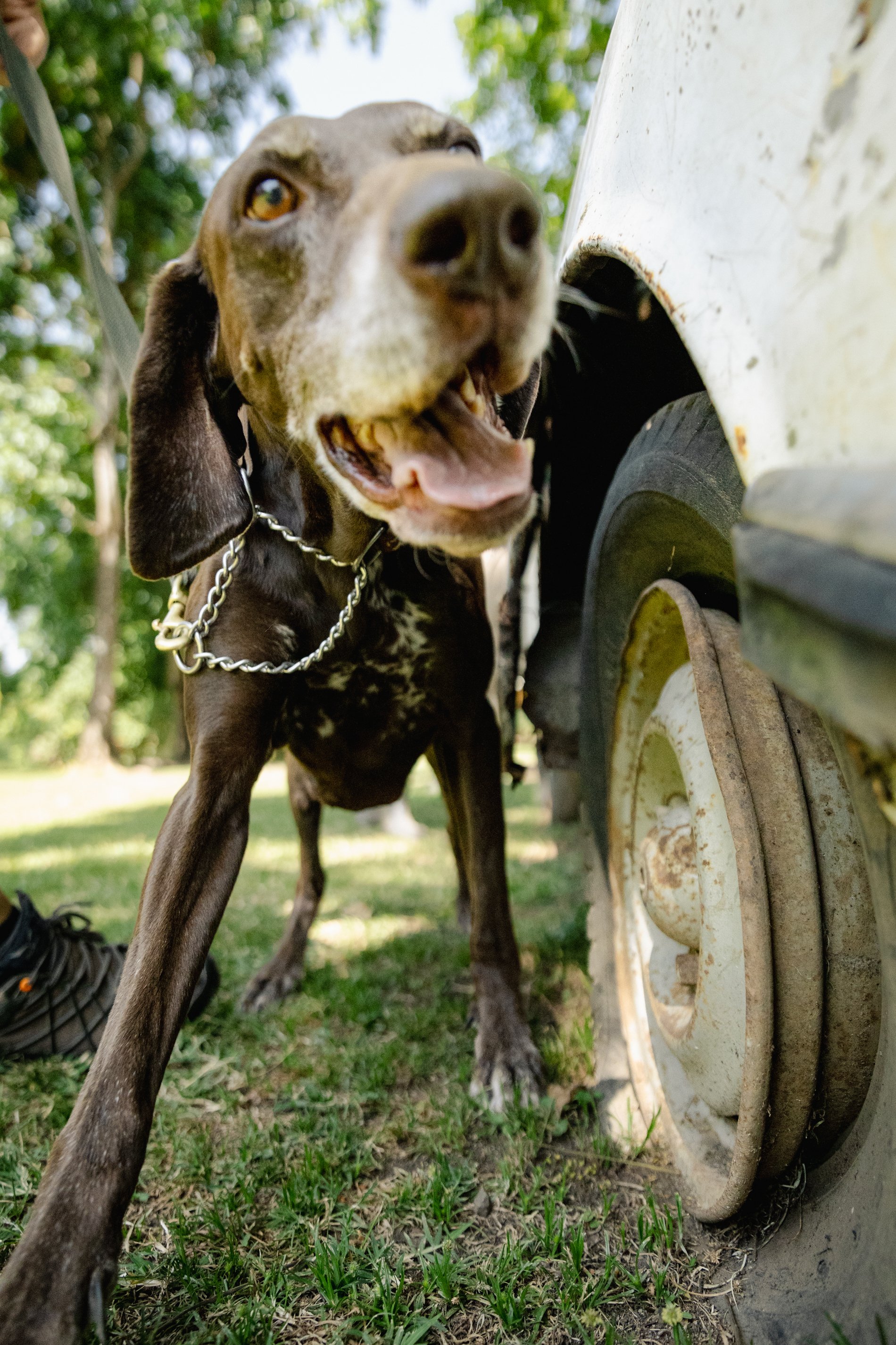 Close-up of a black and brown dog with a chain collar, standing on grass and looking up at the camera near a large, white, rusty wheel.