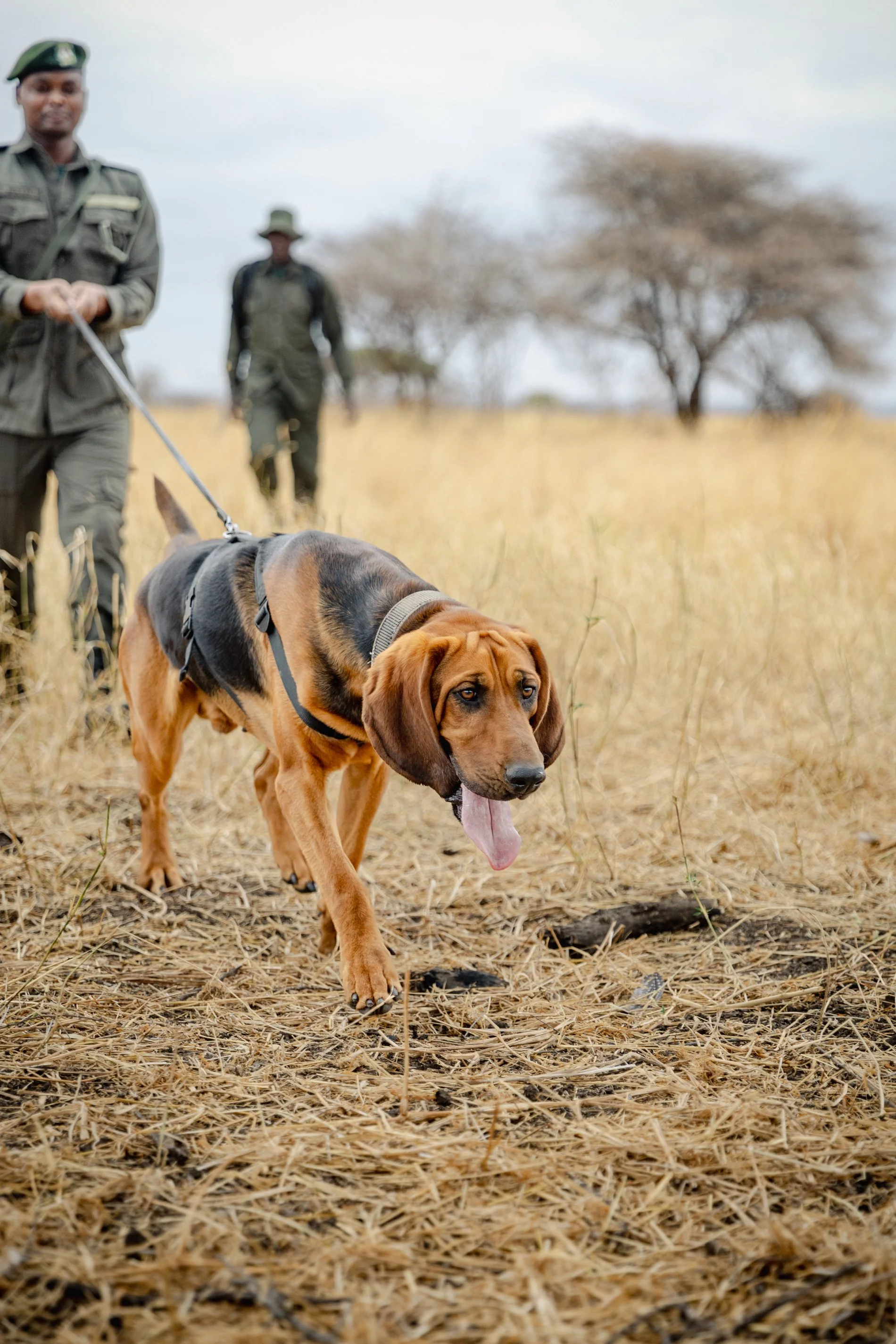 A police officer walking a bloodhound dog through dry grass in a field, with other officers in the background and trees on the horizon.