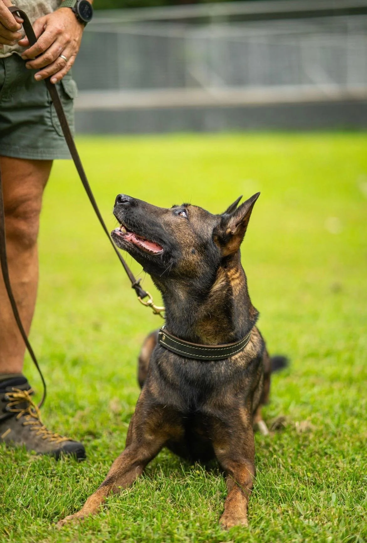 A woman standing on green grass, holding a leash attached to a brindle-colored dog that is sitting and looking up at her.