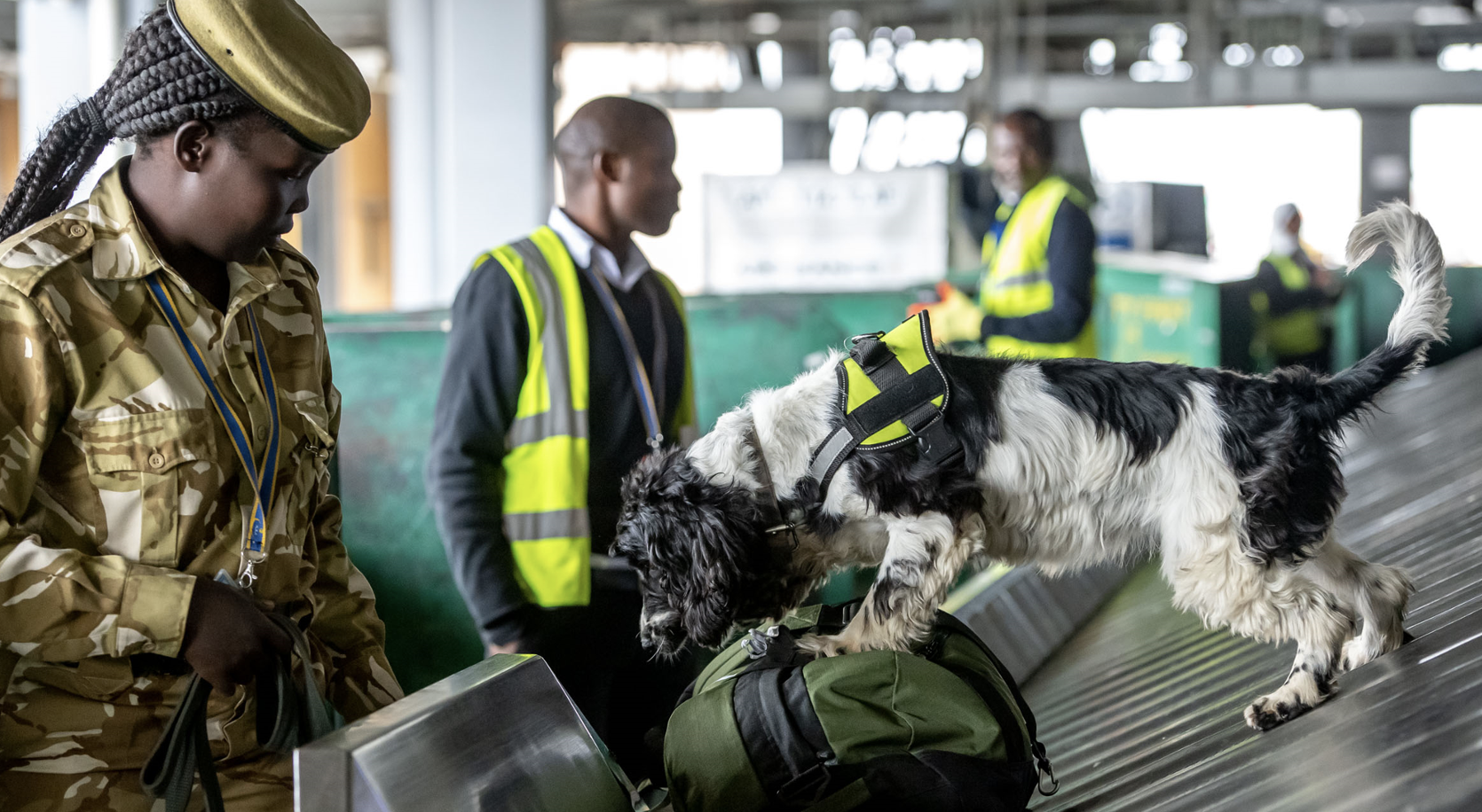 A Springer Spaniel wearing a service vest on a baggage conveyor belt at an airport, with handlers and staff in the background.