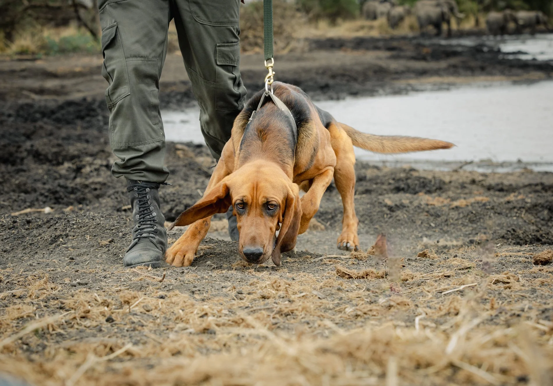 A person walking a brown dog on a leash near a body of water, with dirt ground and trees in the background.