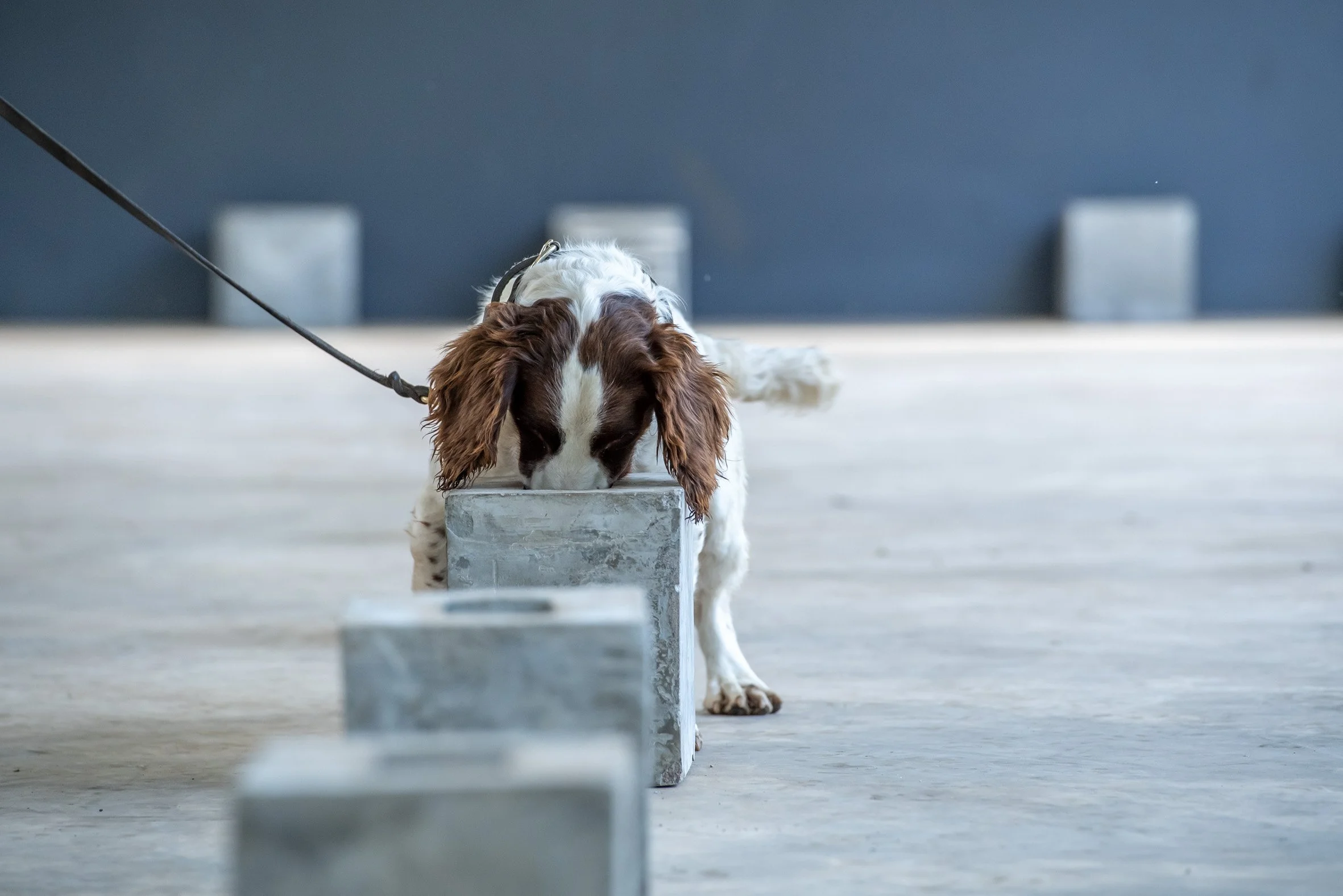 A dog with long ears and white and brown fur, on a leash, is sniffing or examining a stone or concrete block indoors. The background has a blue wall with three square vents or air vents.