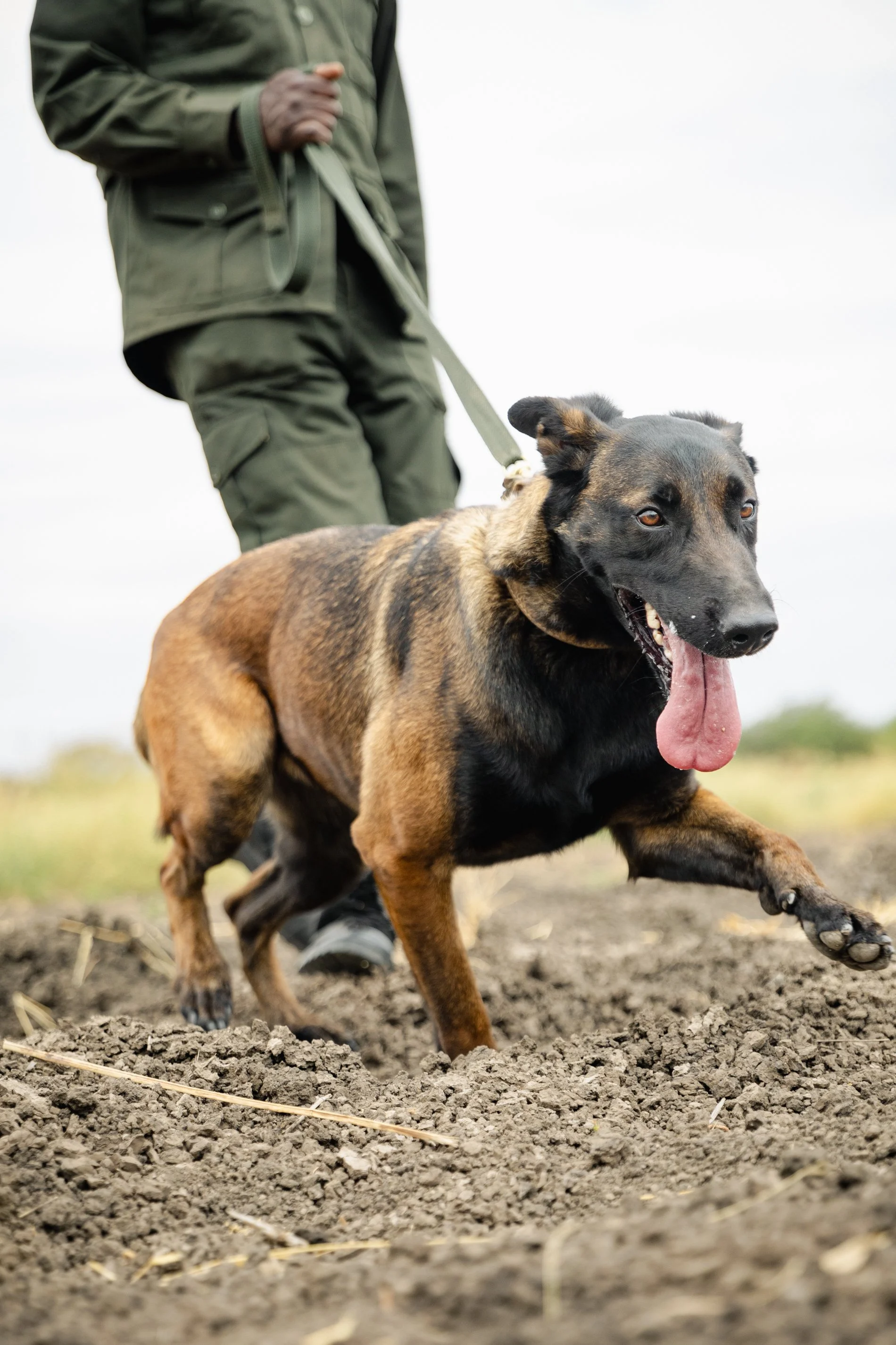 A Belgian Malinois dog running on dirt ground, with a person in military or outdoor clothing holding its leash in the background.