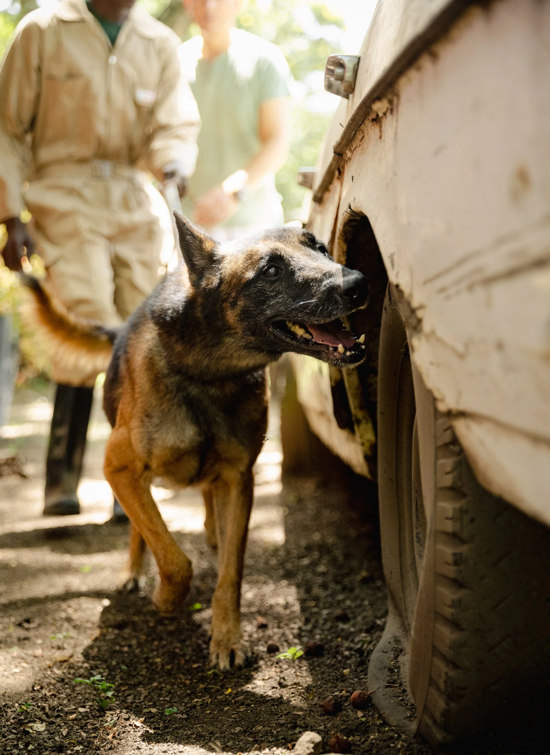 A dog with a brindle coat and a black face looking into a wooden doghouse, with two people in the blurry background outdoors.