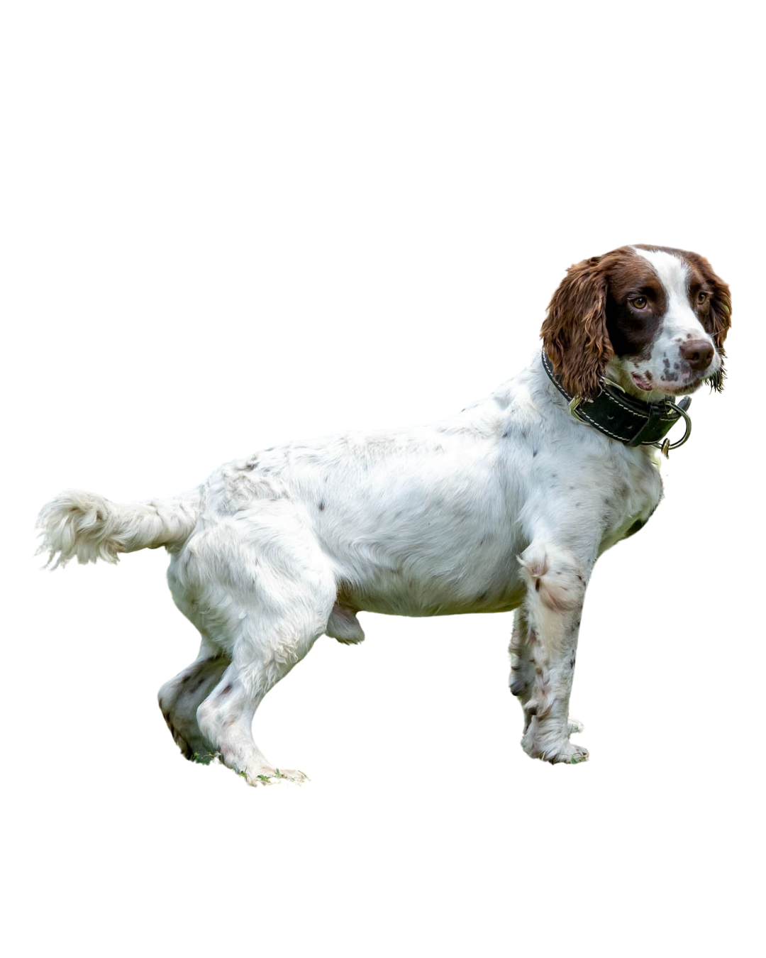 White and brown English Springer Spaniel dog with floppy ears standing against a transparent background.