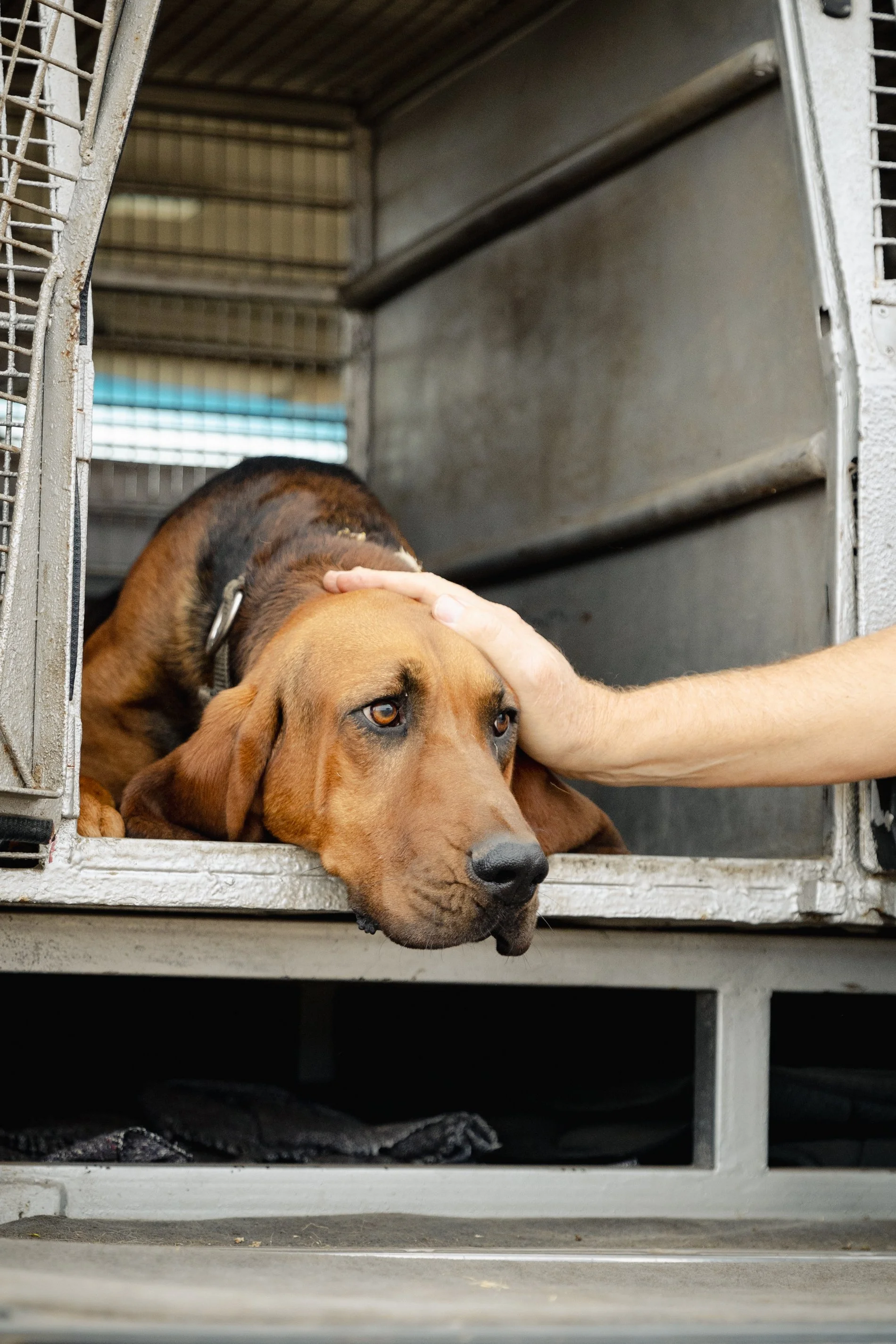 A brown dog resting with its head and one paw hanging outside a metal dog crate.