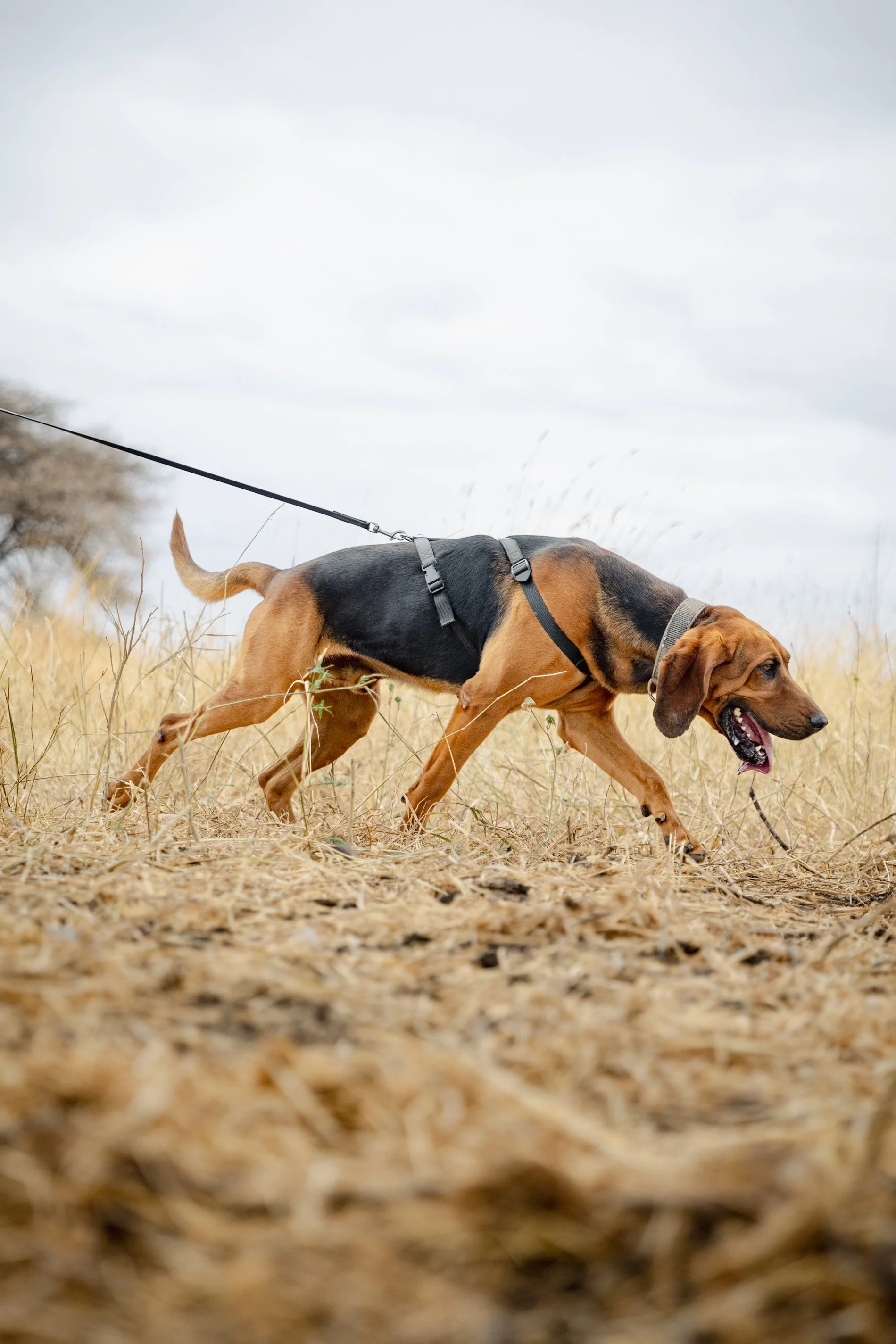 A dog with a black and brown coat walking through dry grass on a cloudy day.