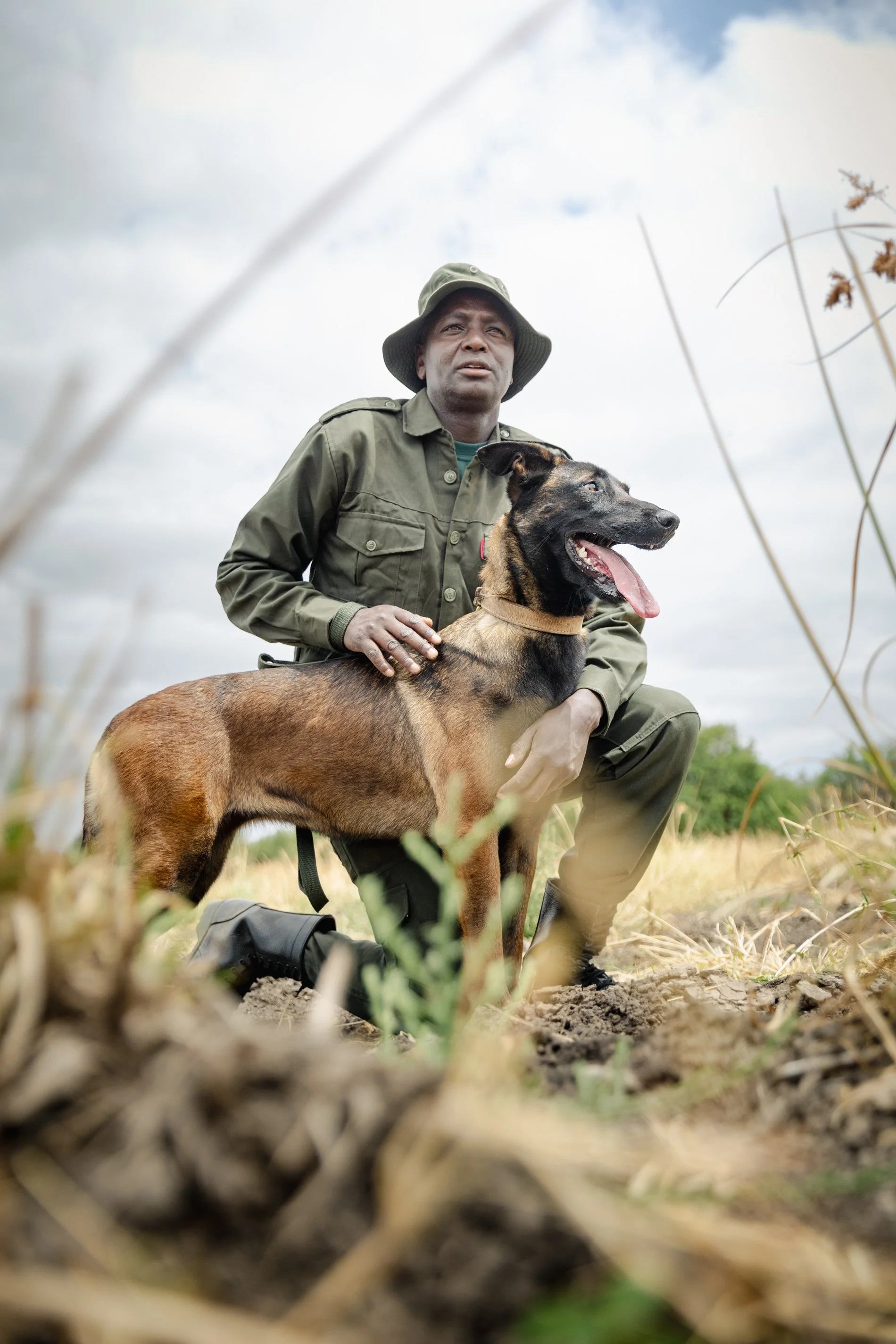 A man in a green uniform and hat kneeling in a field with a Belgian Malinois dog, both looking attentively.