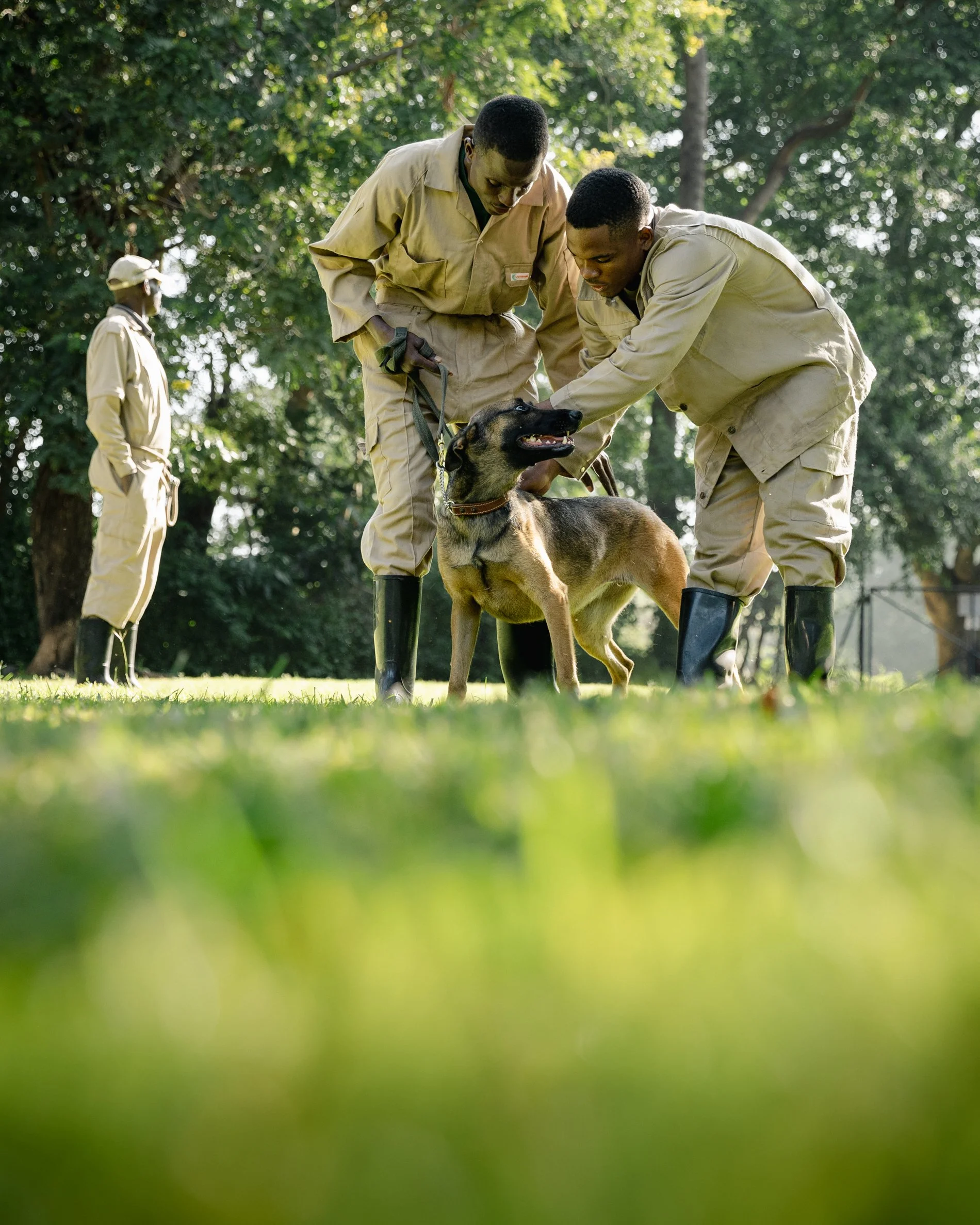 Two young men in beige outfits and black boots handling a German Shepherd dog outdoors in a green park, with another man standing in the background.