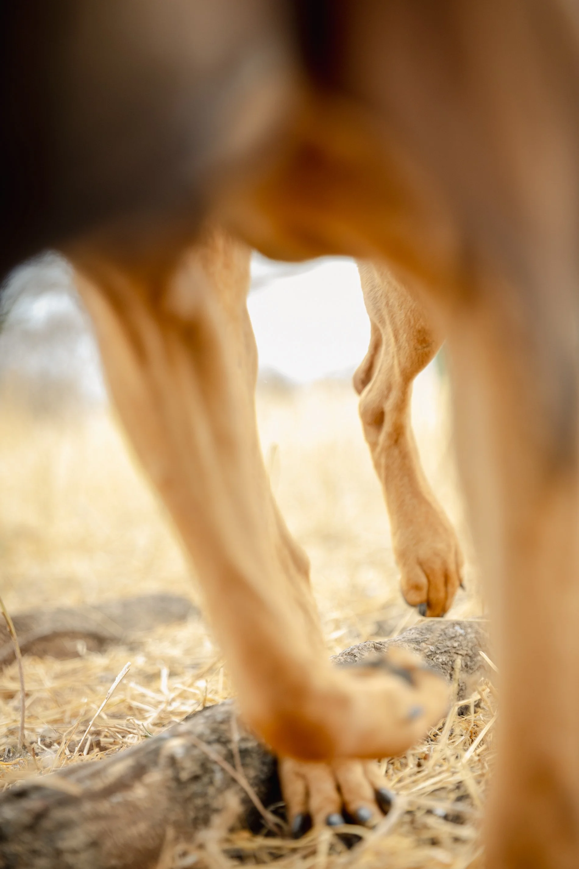 Close-up of a giraffe's legs and lower body, showing the tan coat with irregular patches, standing on dry grass with some rocks visible on the ground.