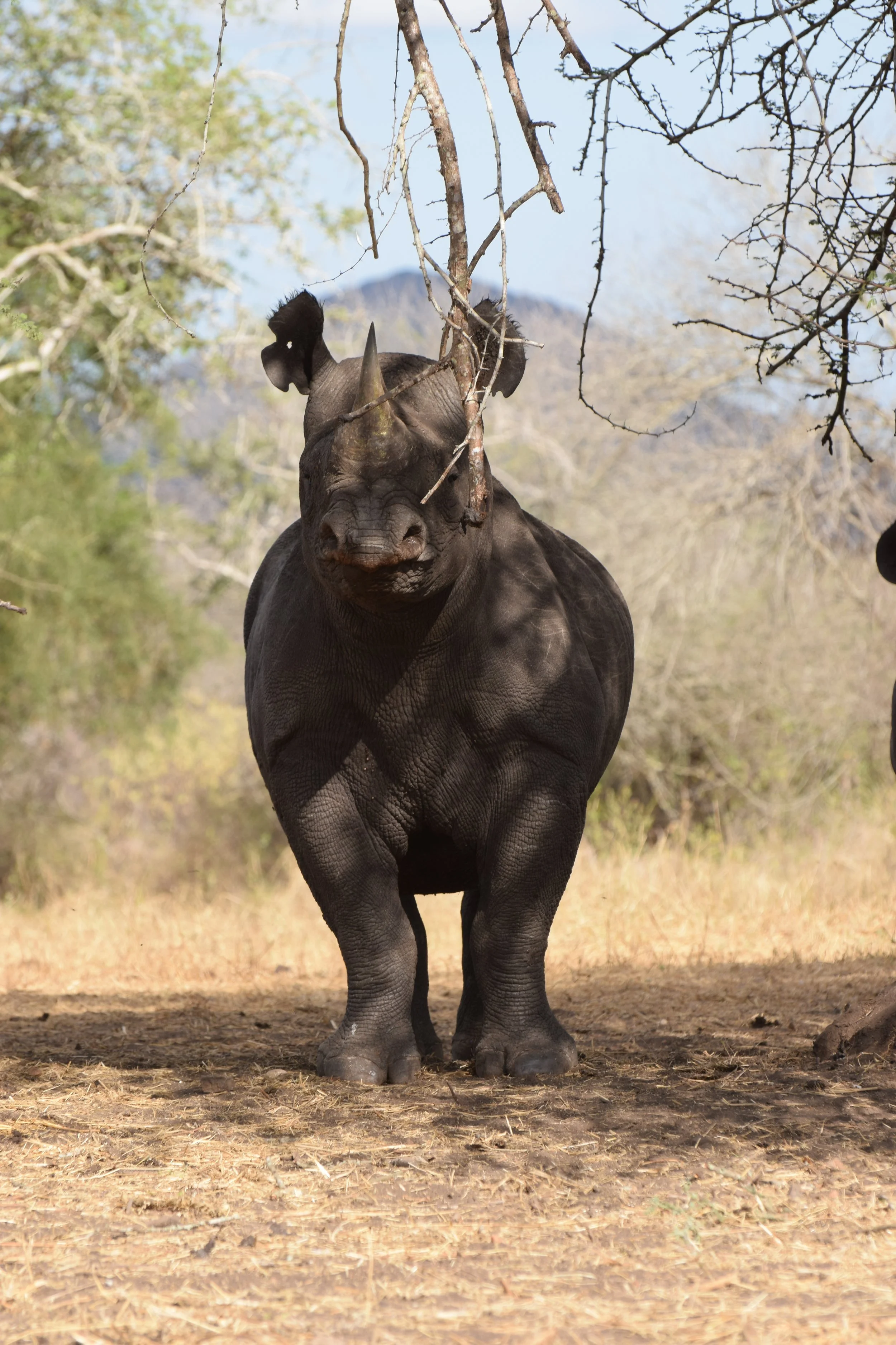 A black rhinoceros standing on dry ground among sparse trees with mountains in the background.