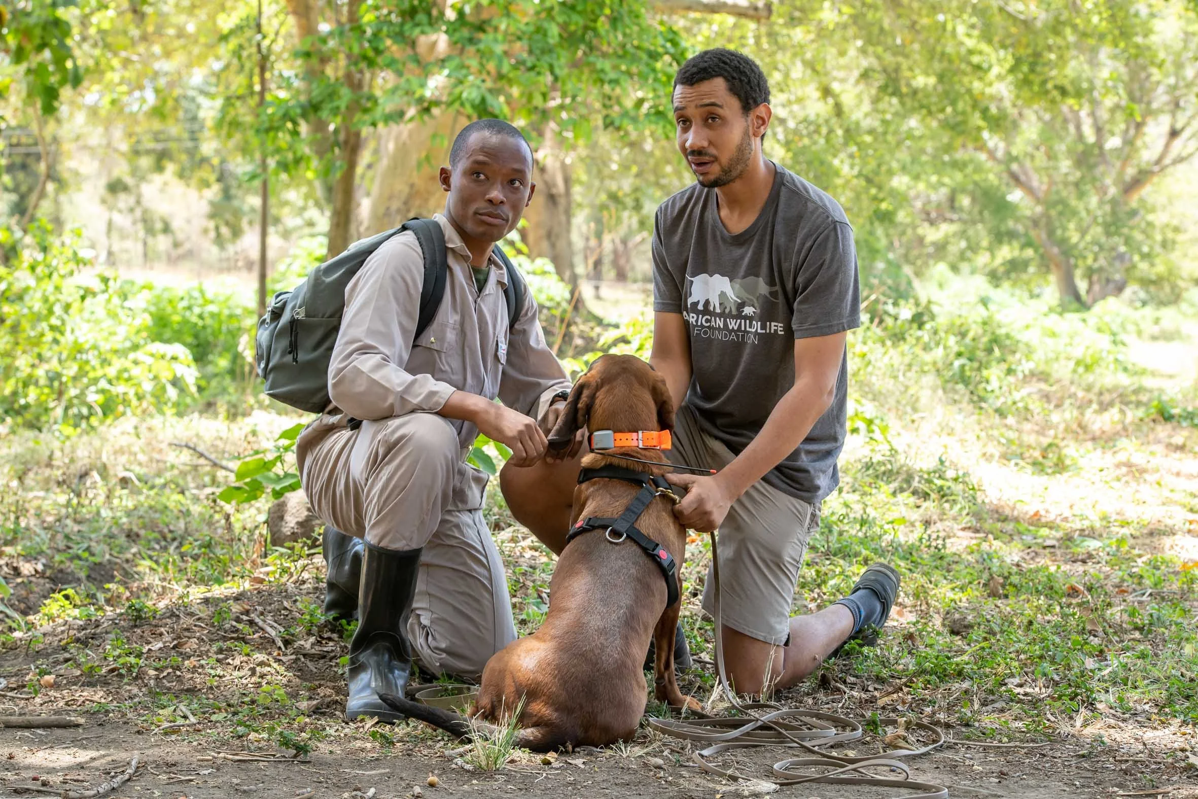 Two men are in a forest, one kneeling and the other sitting, both handling a brown dog. The man kneeling wears a khaki outfit with a backpack, and the sitting man wears a gray t-shirt with a wildlife foundation logo. The scene is sunny and surrounded by green trees and foliage.