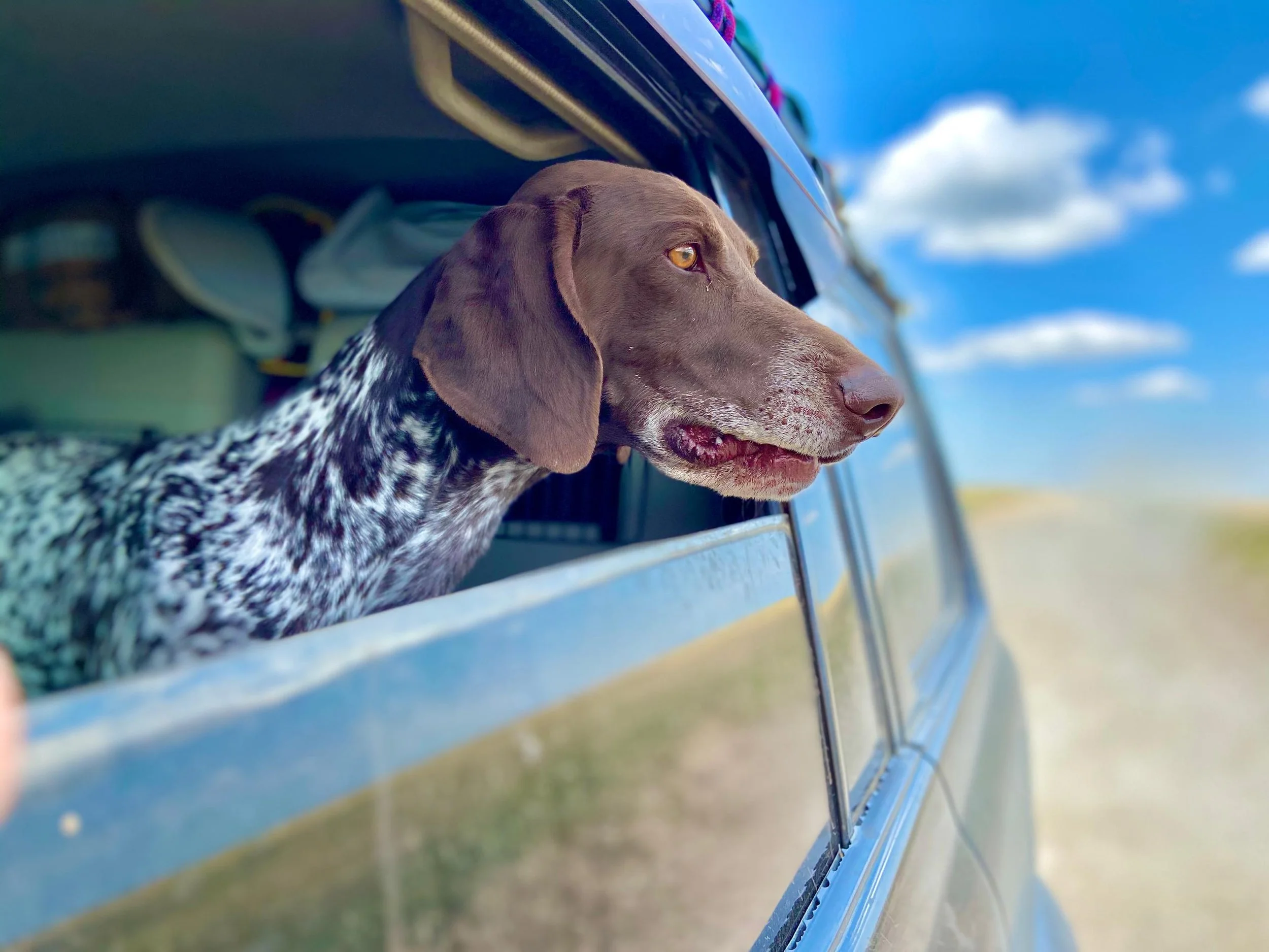 A dog with brown and white fur leaning out of a blue vehicle window, looking into the distance on a bright day with blue sky and clouds.